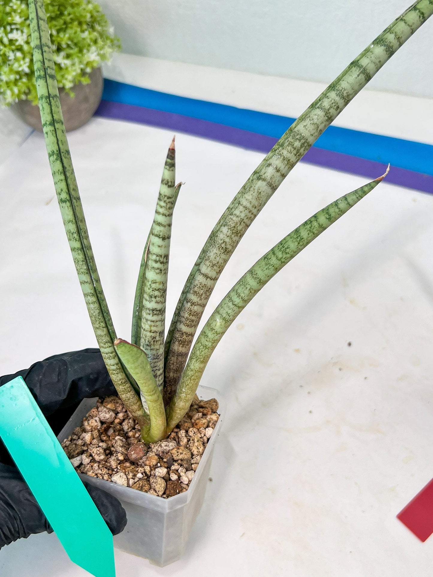 Sansevieria Pink Pen (#B2.2) | Impoted Hybirds