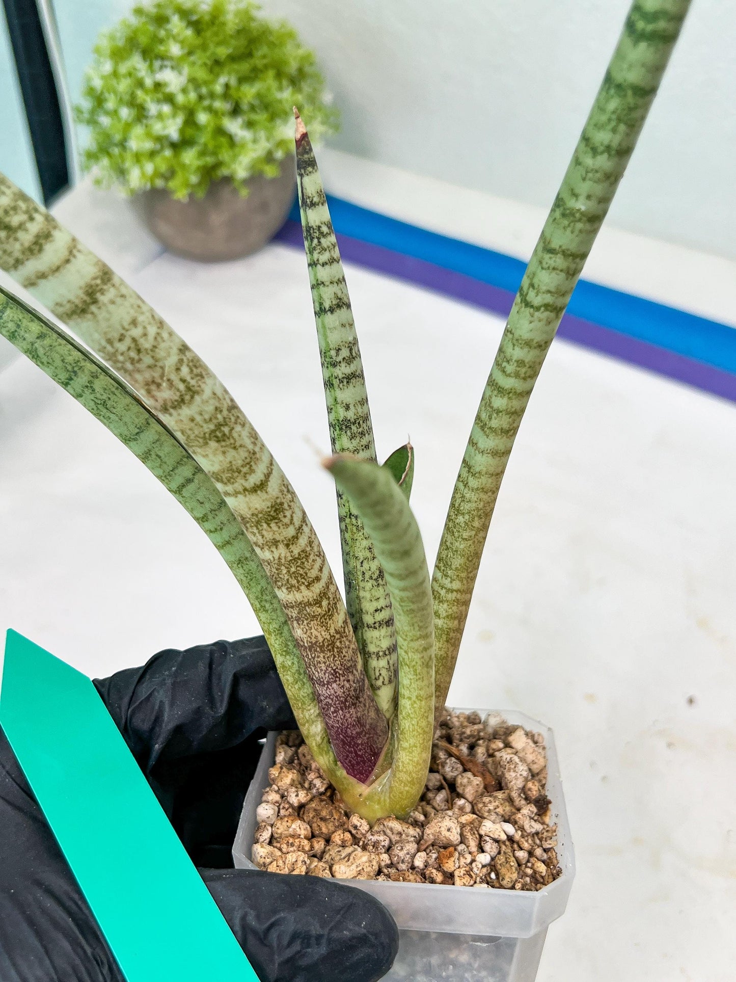 Sansevieria Pink Pen (#B2.2) | Impoted Hybirds