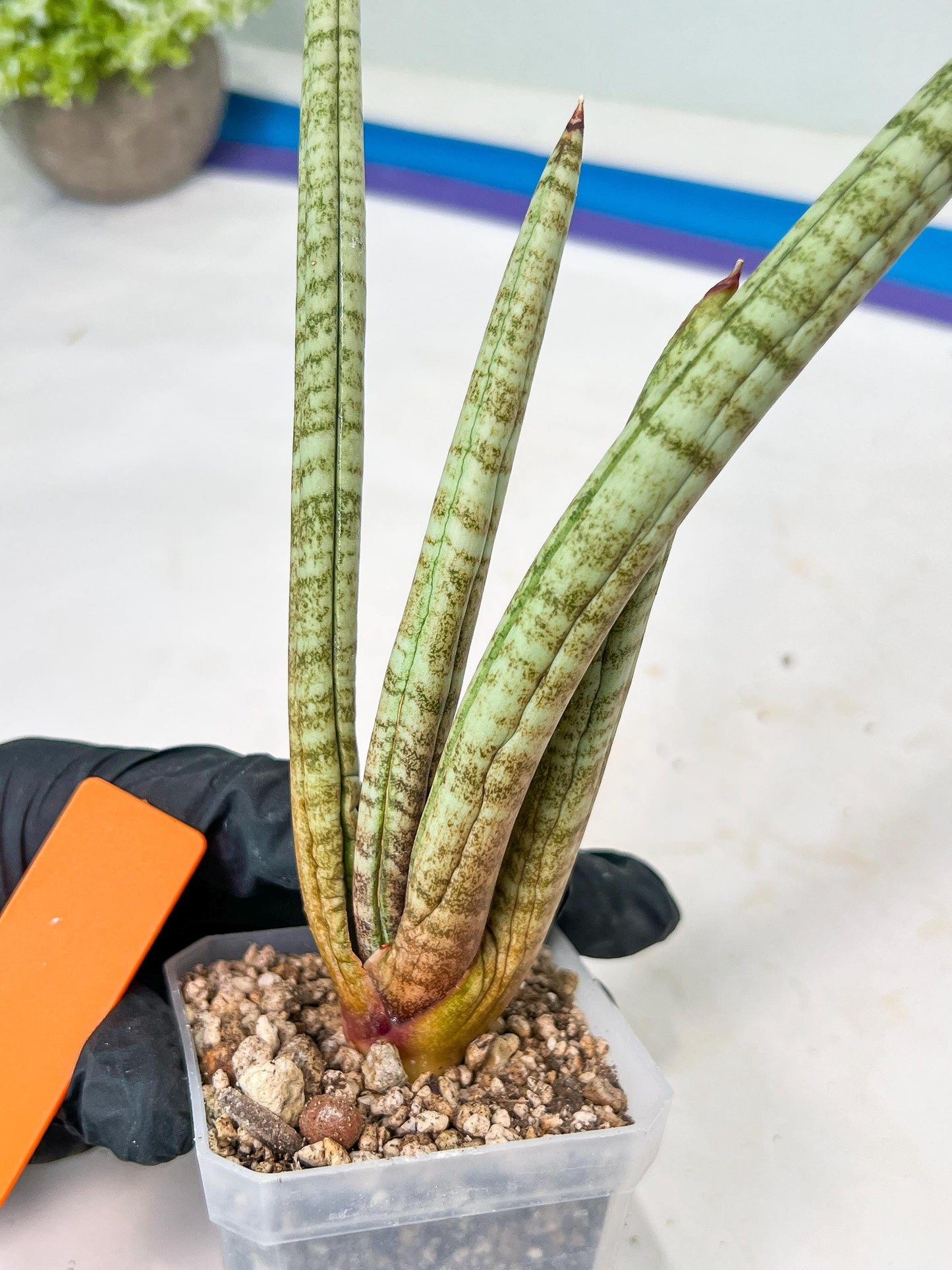 Sansevieria Pink Pen (#B2.2) | Impoted Hybirds
