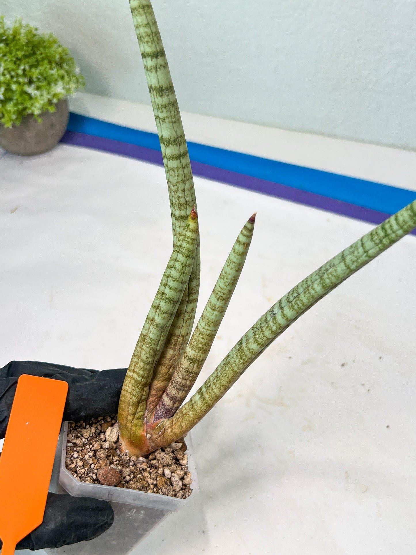 Sansevieria Pink Pen (#B2.2) | Impoted Hybirds