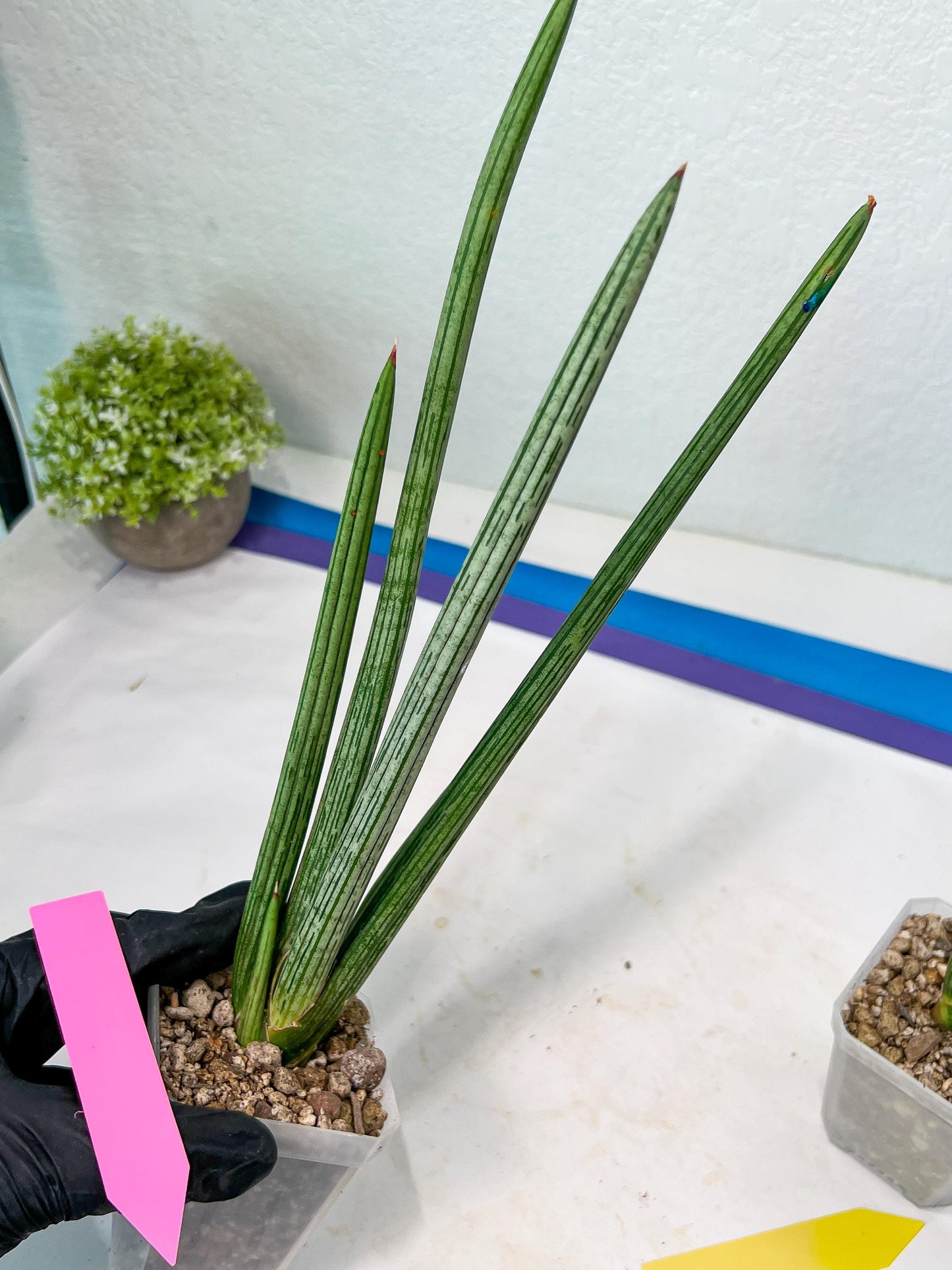 Sansevieria Mille Lignes (#B2) | New Imported Hybrids