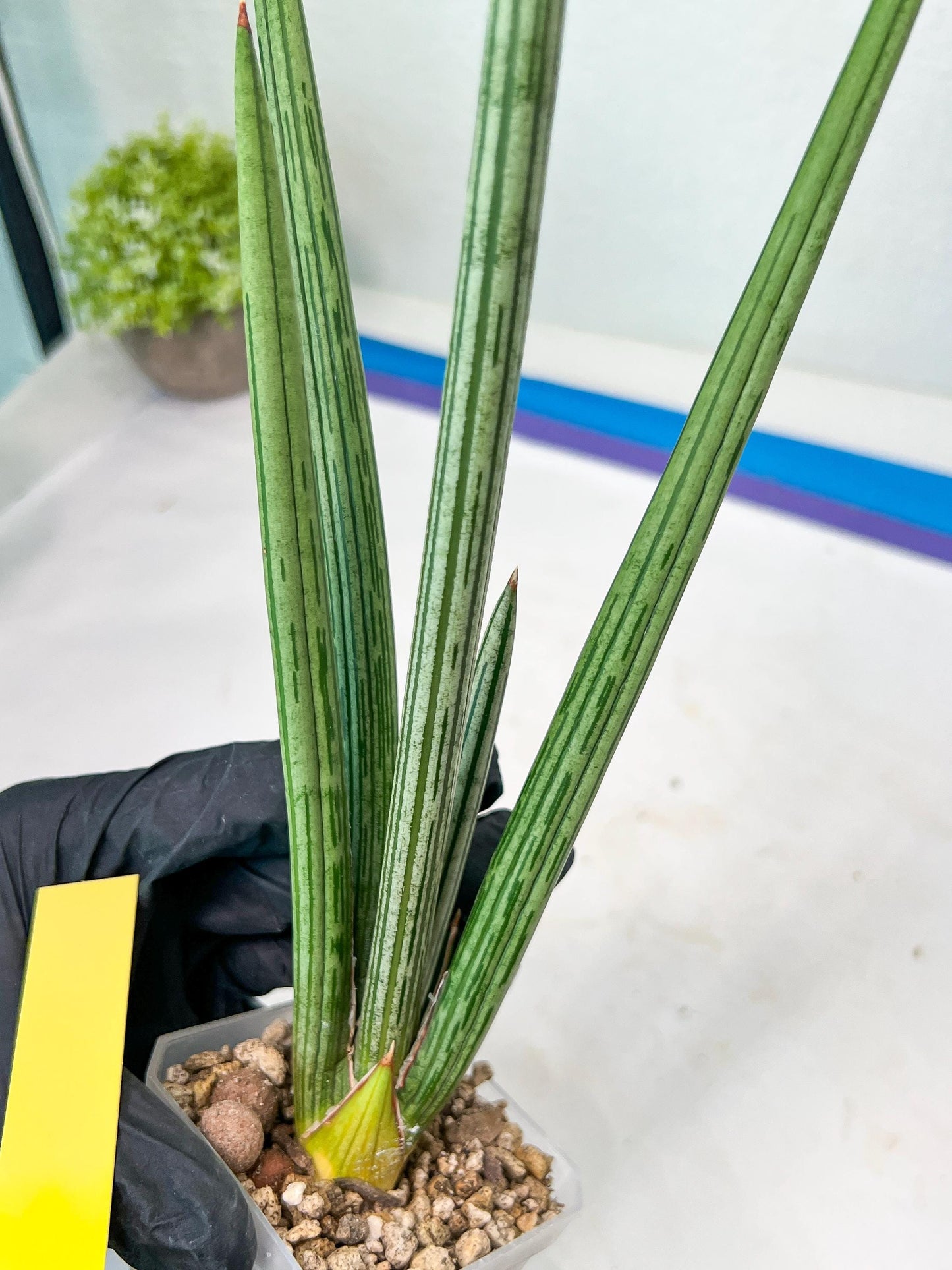 Sansevieria Mille Lignes (#B2) | New Imported Hybrids