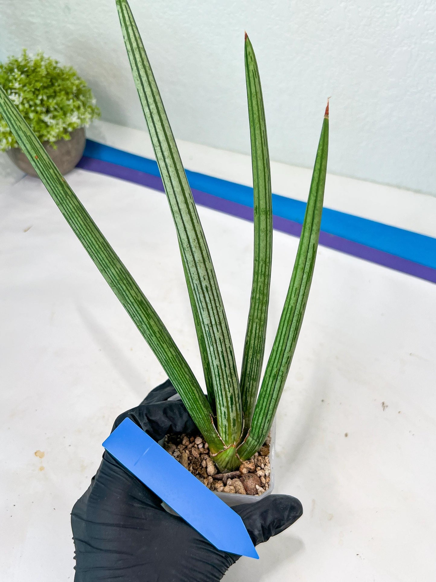 Sansevieria Mille Lignes (#B2) | New Imported Hybrids