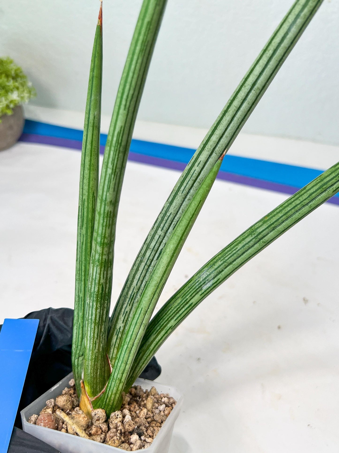 Sansevieria Mille Lignes (#B2) | New Imported Hybrids