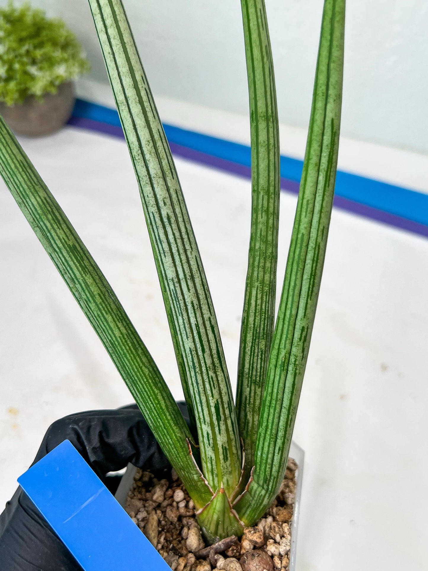 Sansevieria Mille Lignes (#B2) | New Imported Hybrids