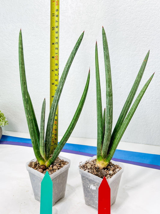 Sansevieria Mille Lignes (#B2.2) | New Imported Hybrids