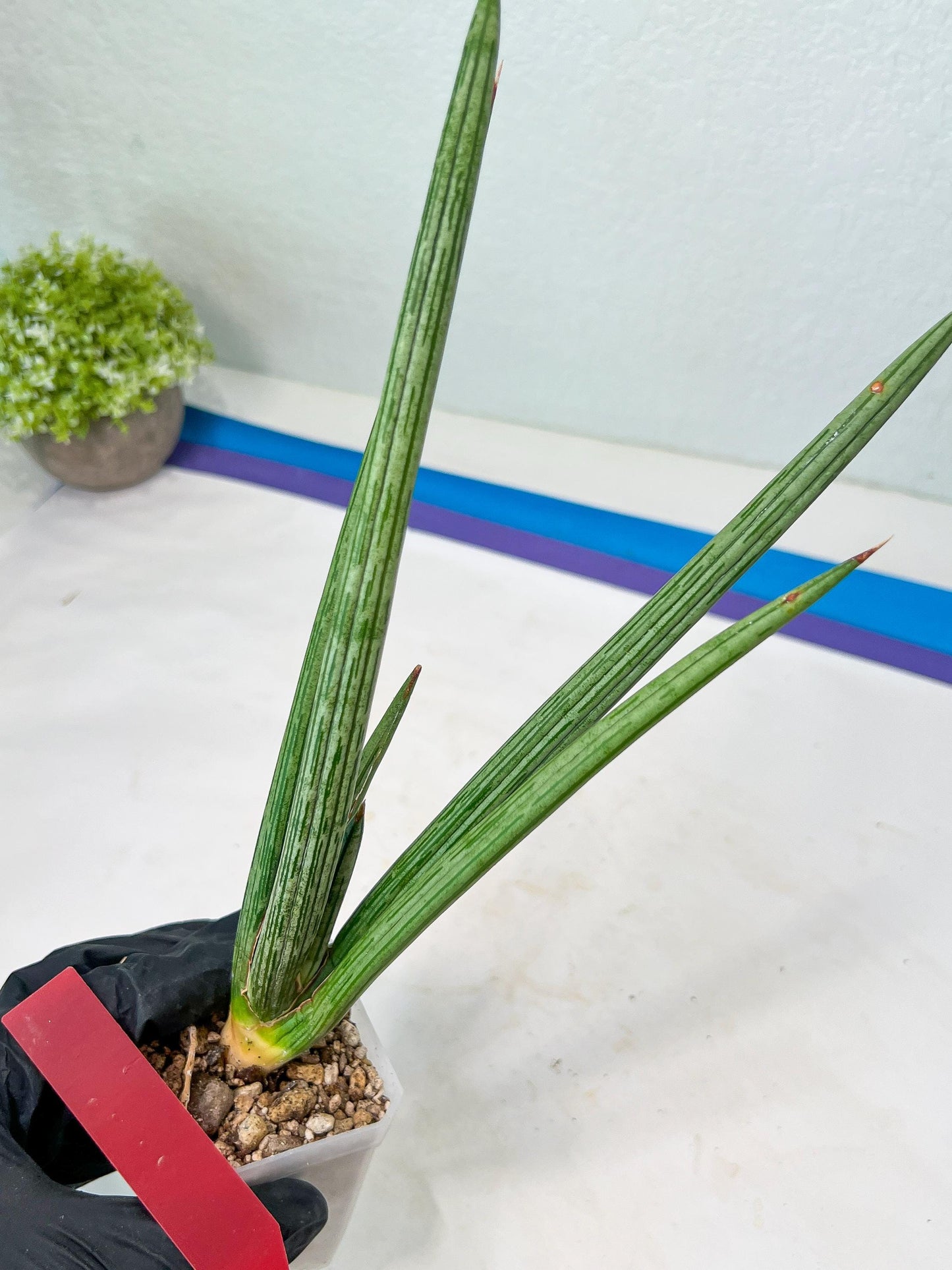 Sansevieria Mille Lignes (#B2.2) | New Imported Hybrids