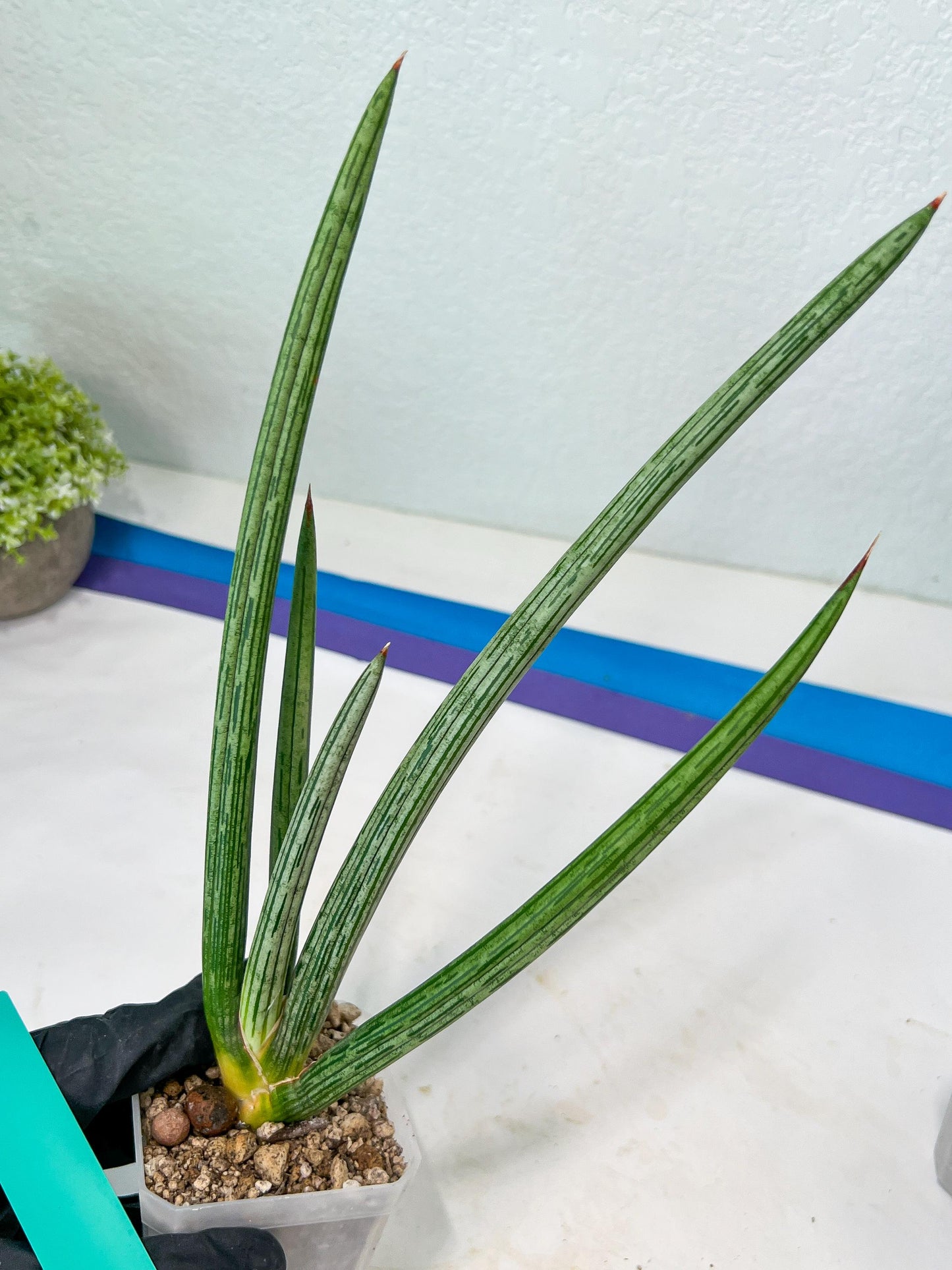 Sansevieria Mille Lignes (#B2.2) | New Imported Hybrids