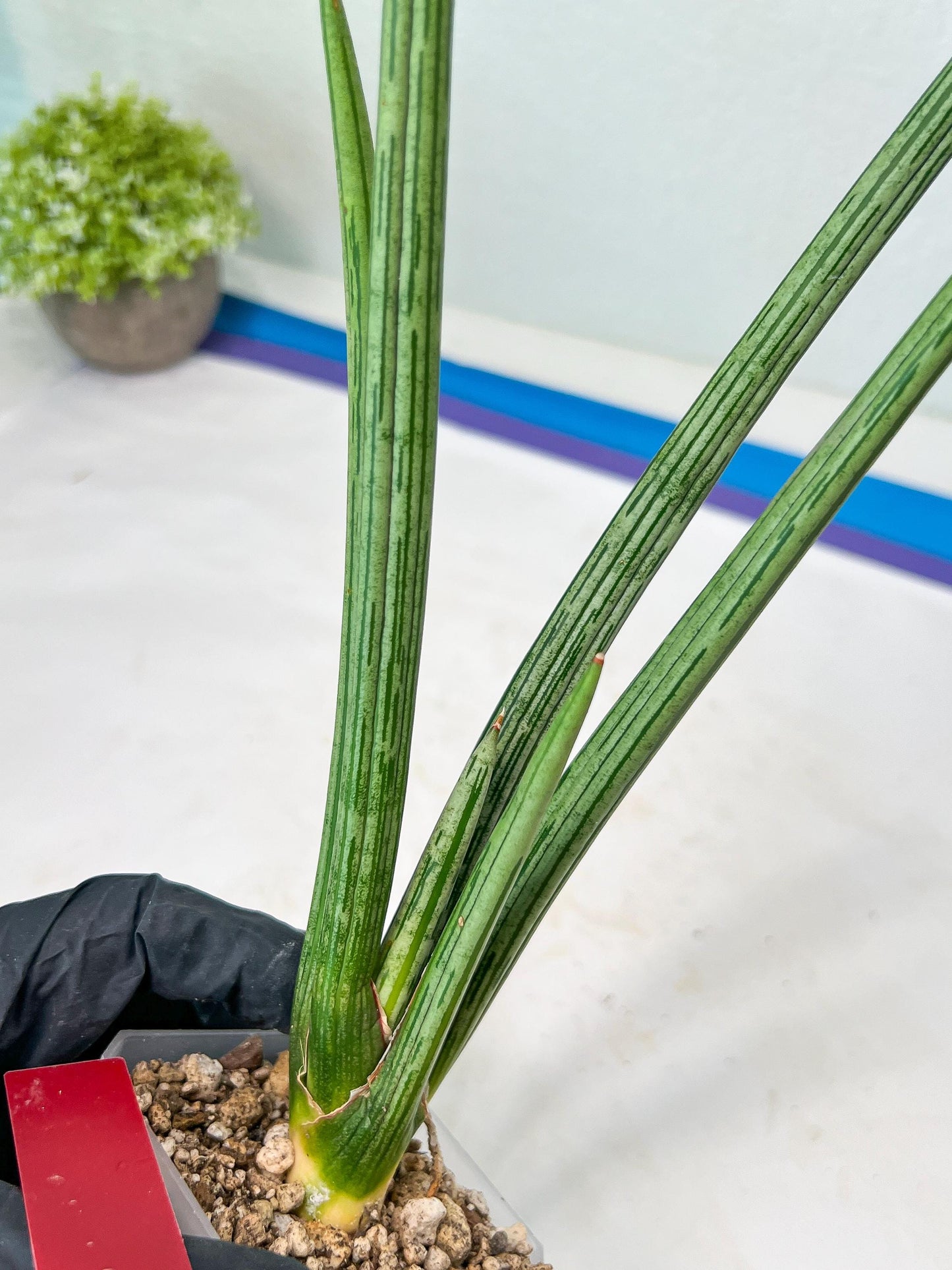 Sansevieria Mille Lignes (#B2.2) | New Imported Hybrids