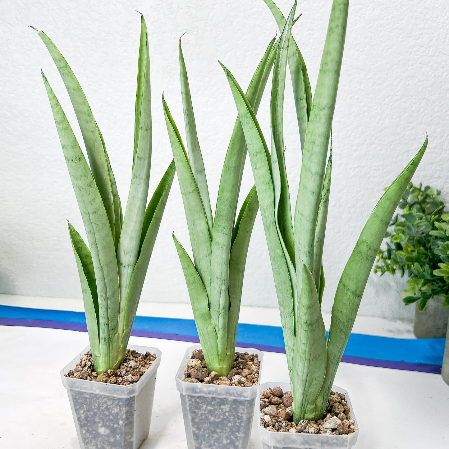 Sansevieria Kamakiri (#B2) | New Imported Hybrids