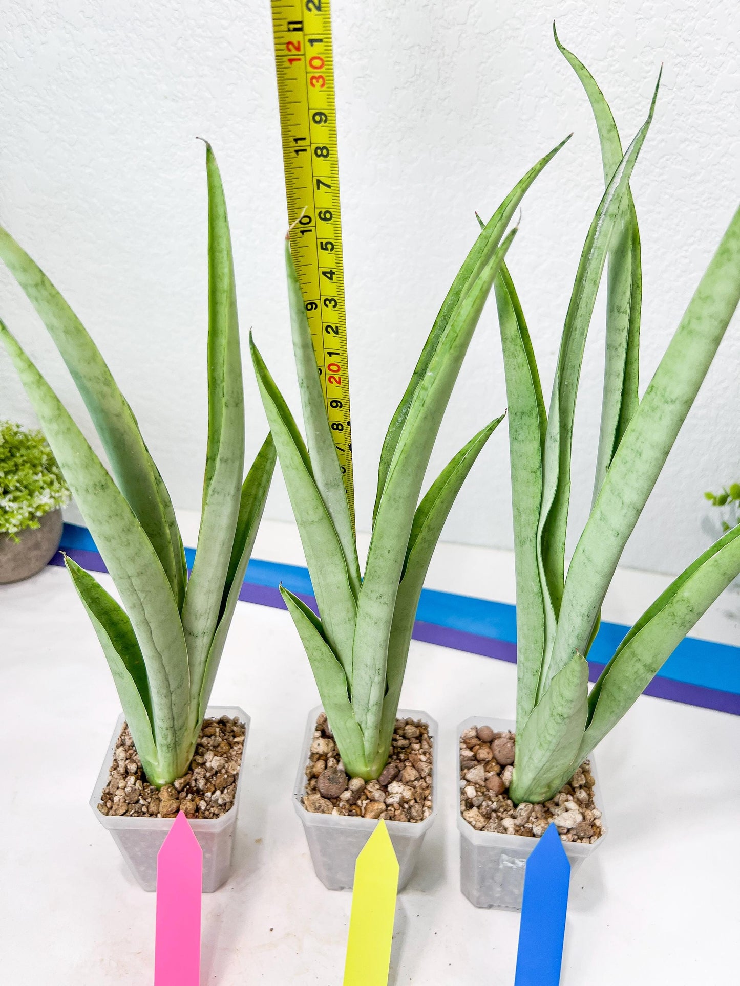 Sansevieria Kamakiri (#B2) | New Imported Hybrids
