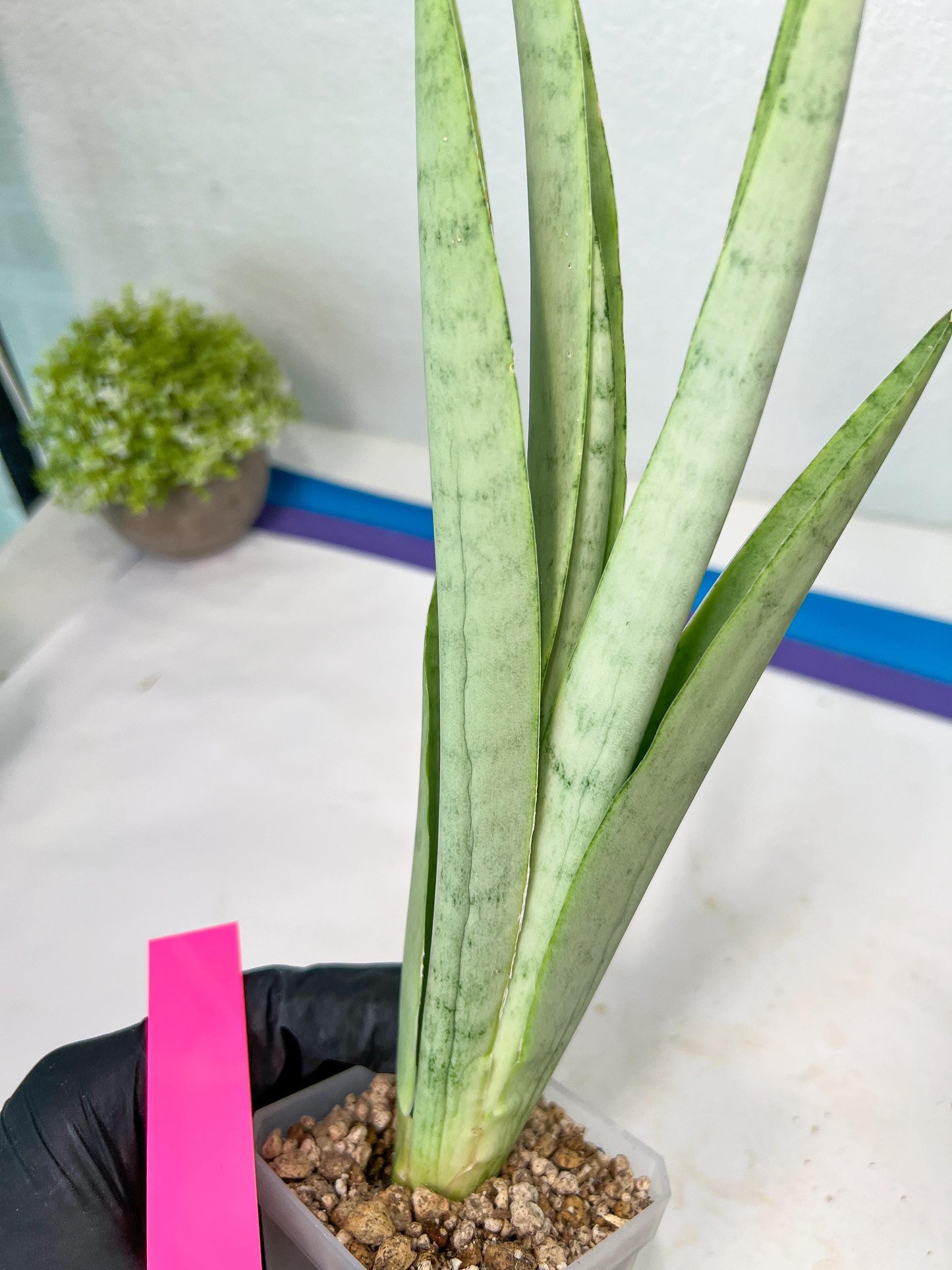 Sansevieria Kamakiri (#B2) | New Imported Hybrids