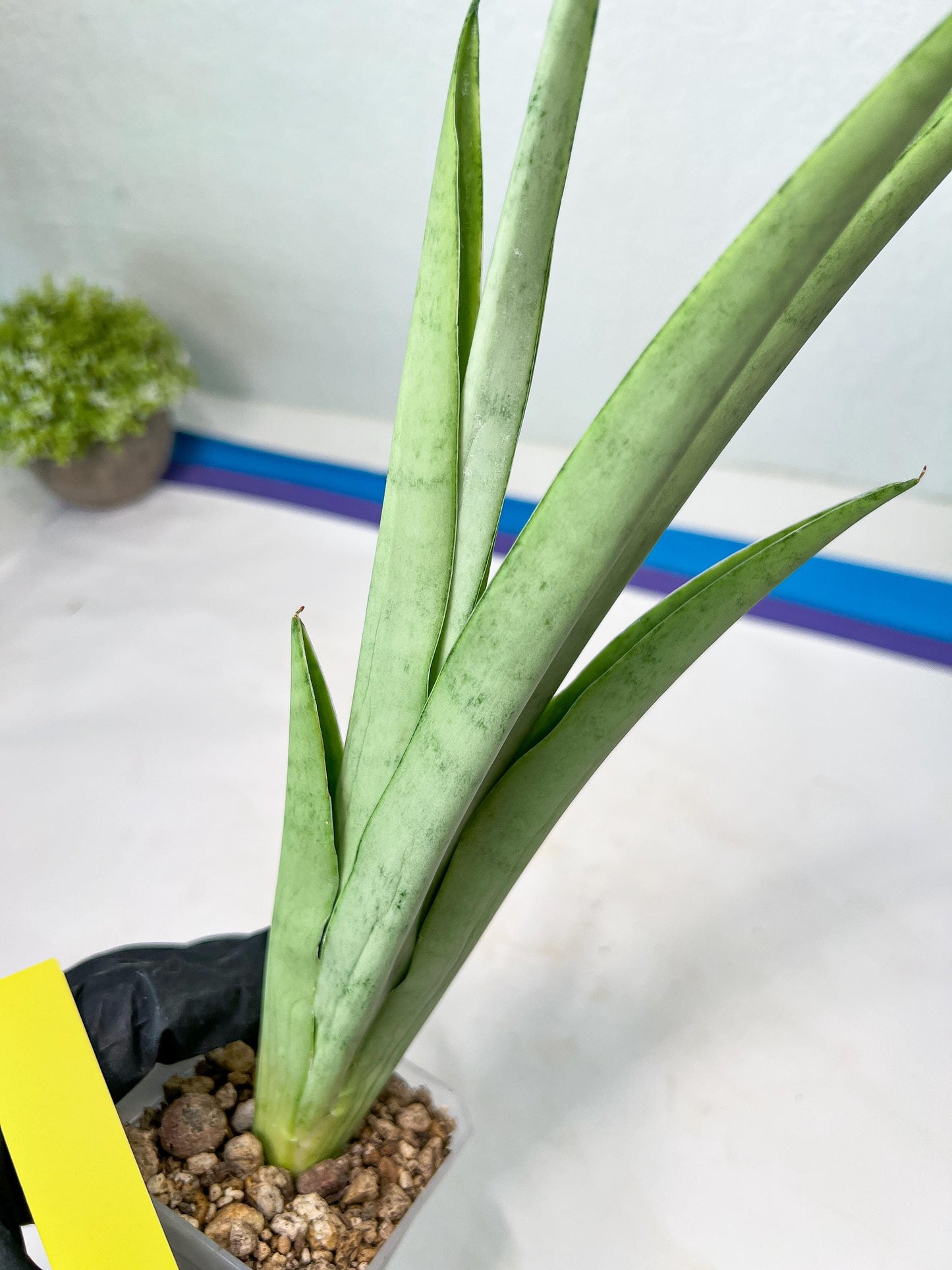 Sansevieria Kamakiri (#B2) | New Imported Hybrids