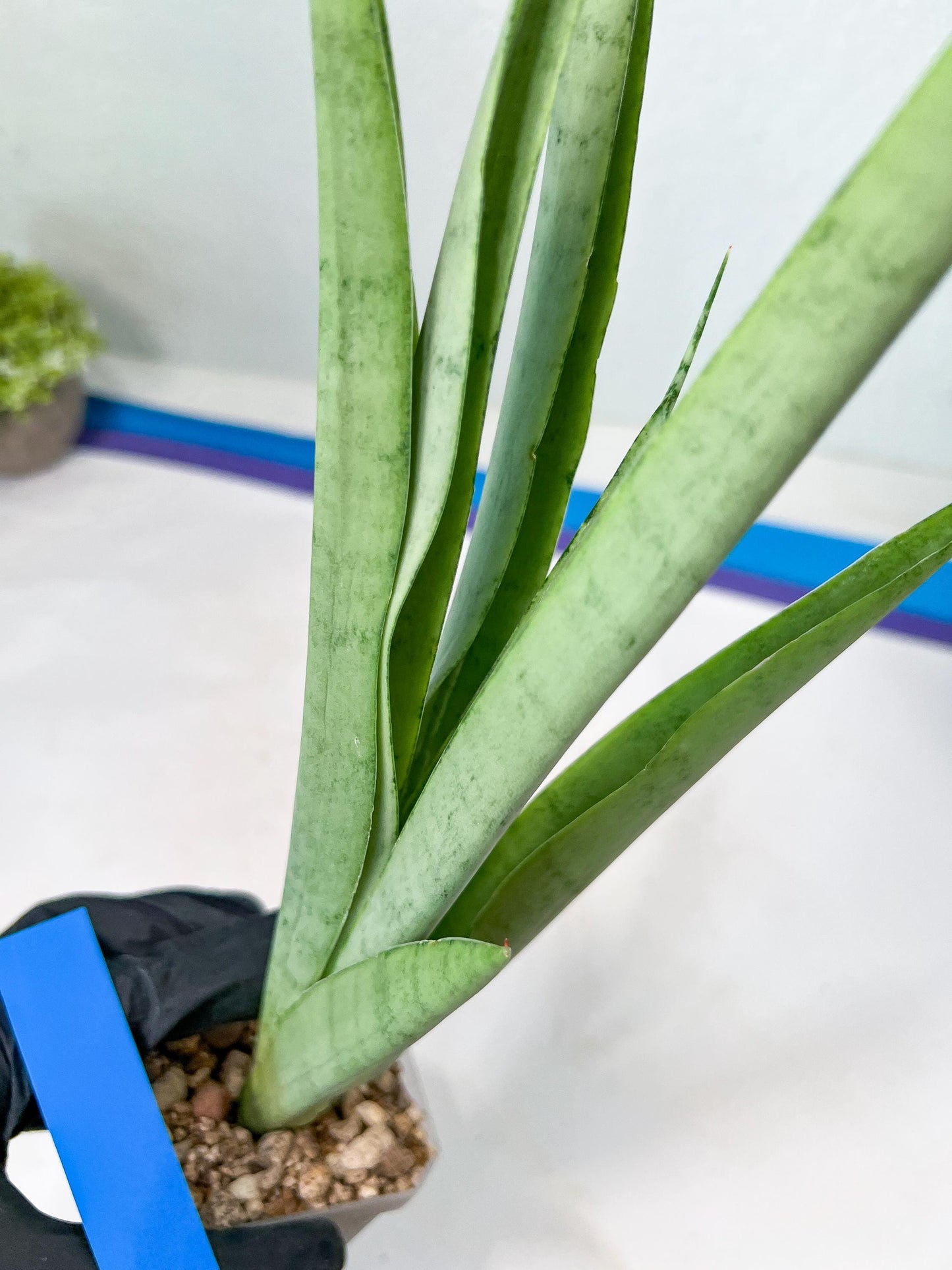 Sansevieria Kamakiri (#B2) | New Imported Hybrids