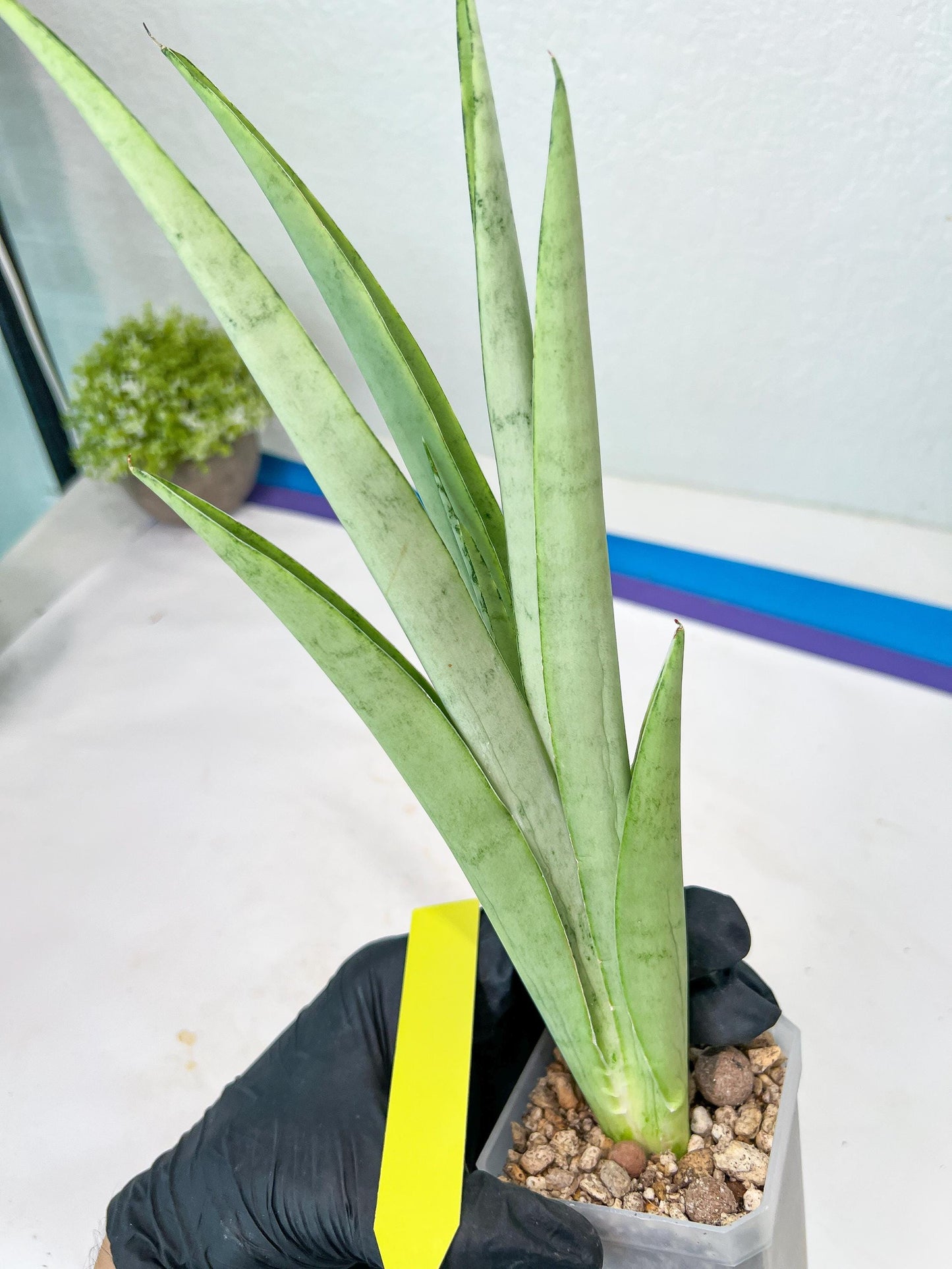Sansevieria Kamakiri (#B2) | New Imported Hybrids