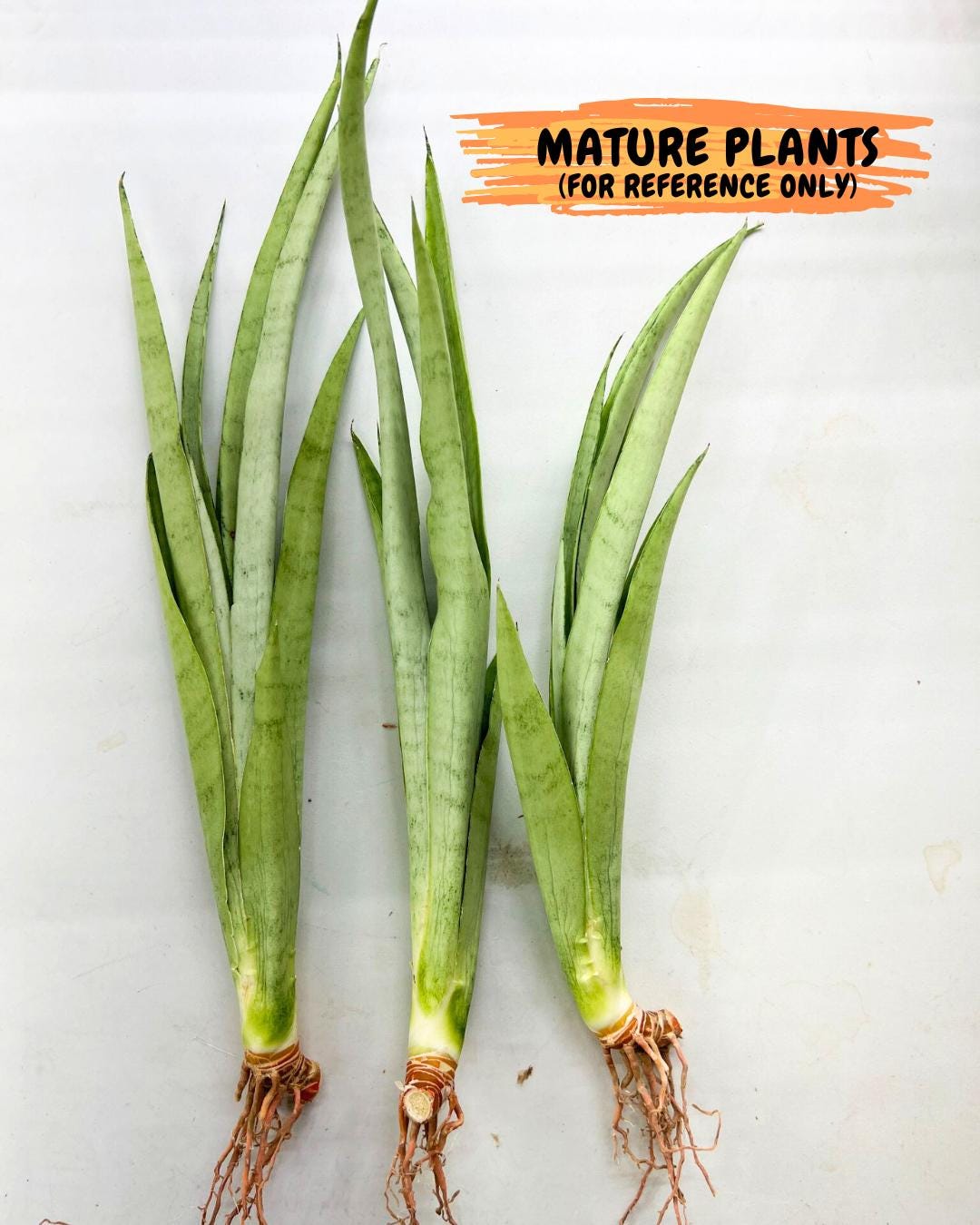 Sansevieria Kamakiri (#B2) | New Imported Hybrids