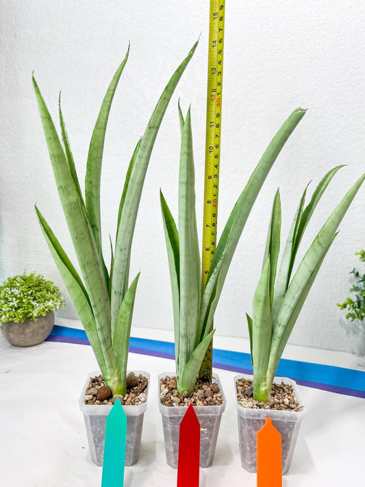 Sansevieria Kamakiri (#B2.2) | New Imported Hybrids