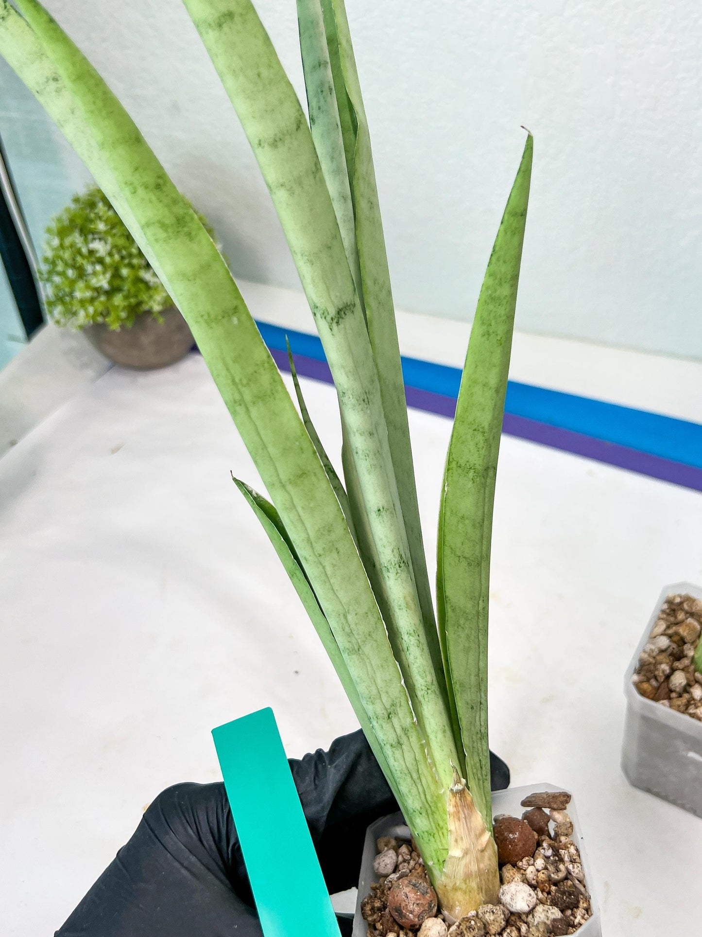 Sansevieria Kamakiri (#B2.2) | New Imported Hybrids