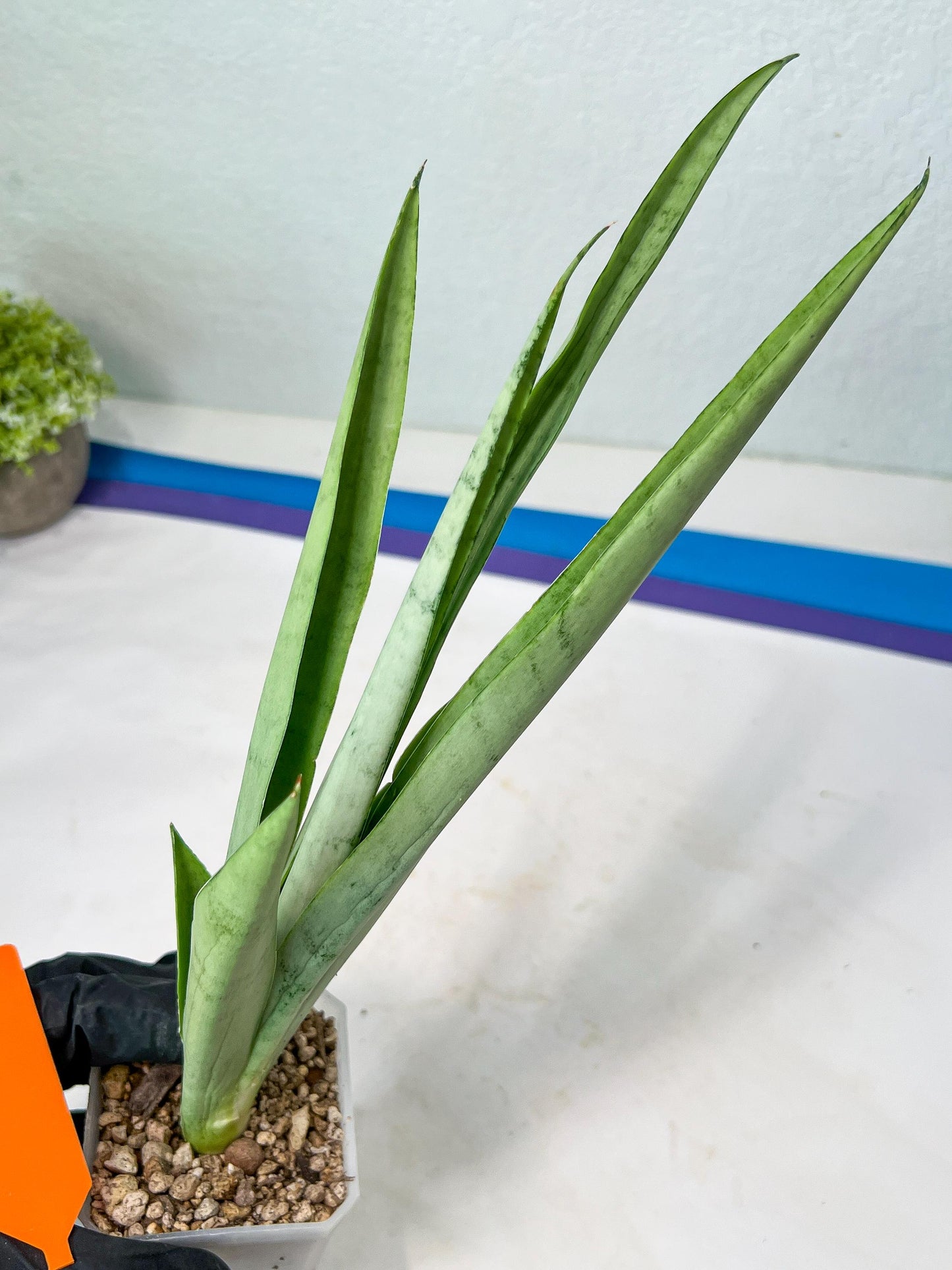 Sansevieria Kamakiri (#B2.2) | New Imported Hybrids