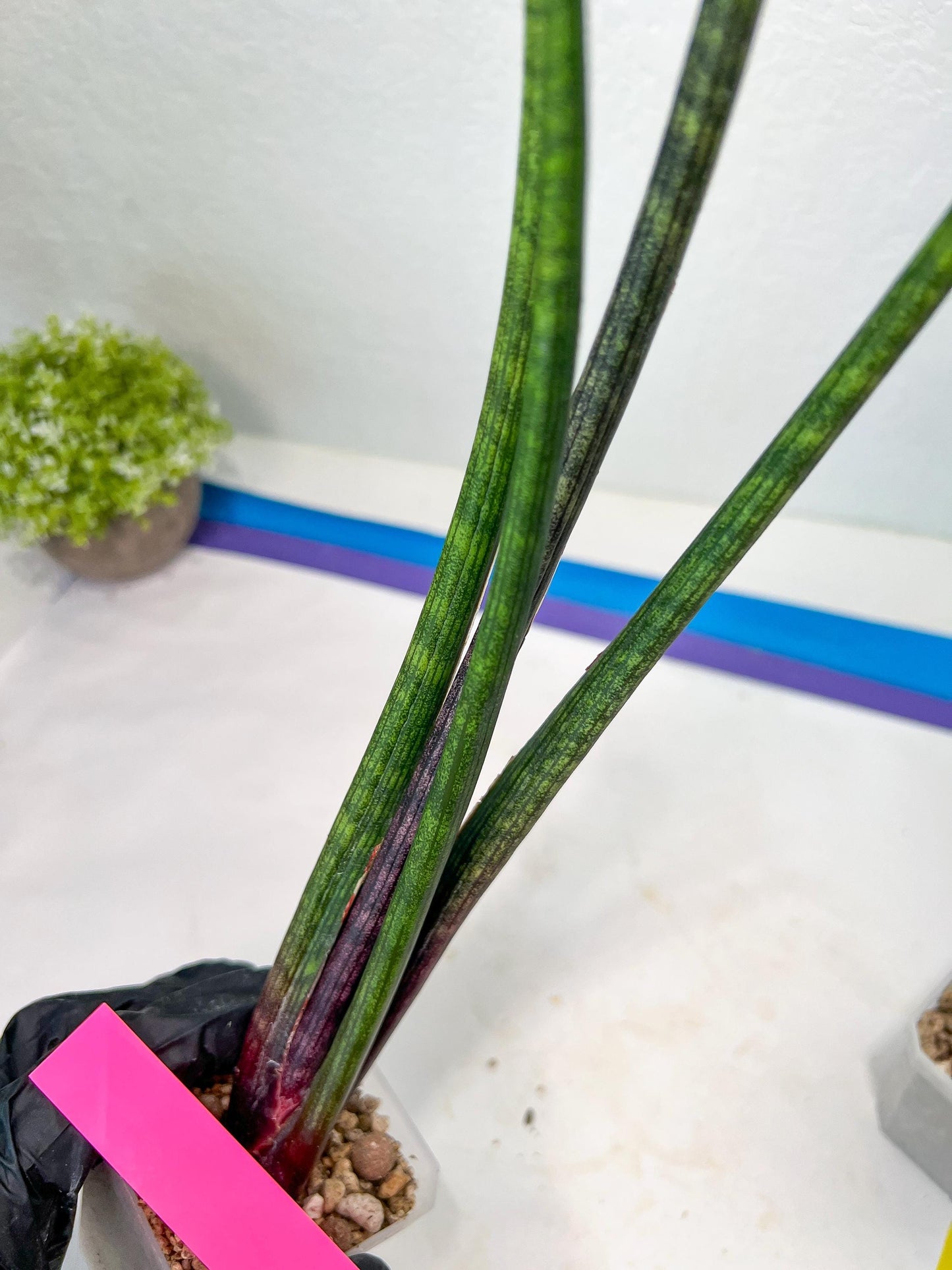 Sansevieria Tornadus (B3) | New Hybrids Imported