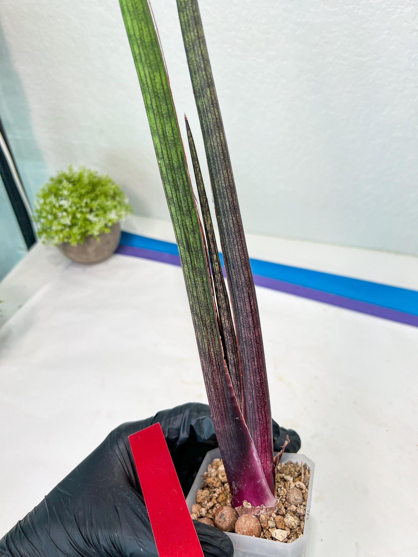 Sansevieria Tornadus (B3.2) | New Hybrids Imported