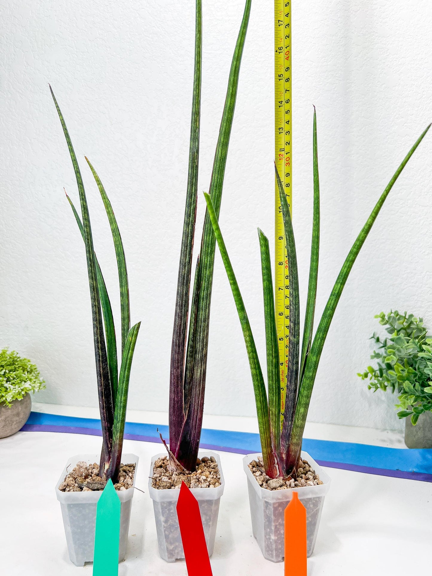 Sansevieria Tornadus (B3.2) | New Hybrids Imported