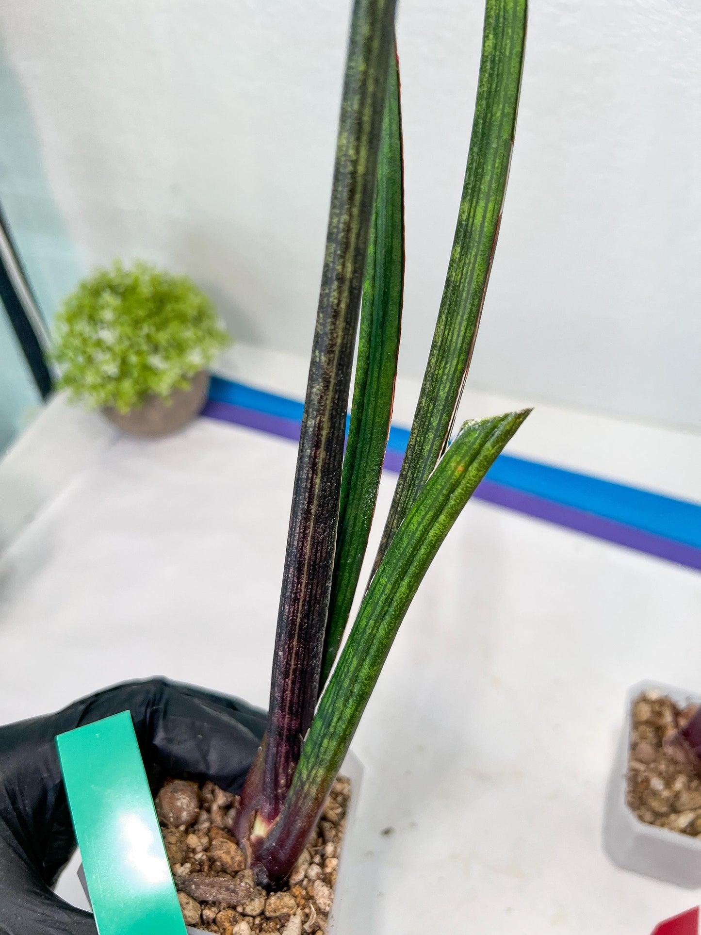 Sansevieria Tornadus (B3.2) | New Hybrids Imported