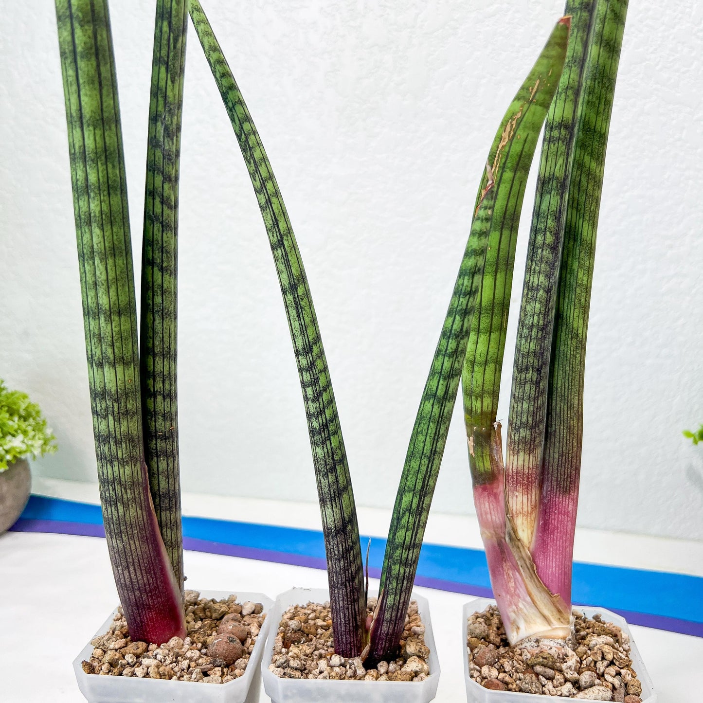 Sansevieria Nana Chub (B3) | New Hybrids Imported