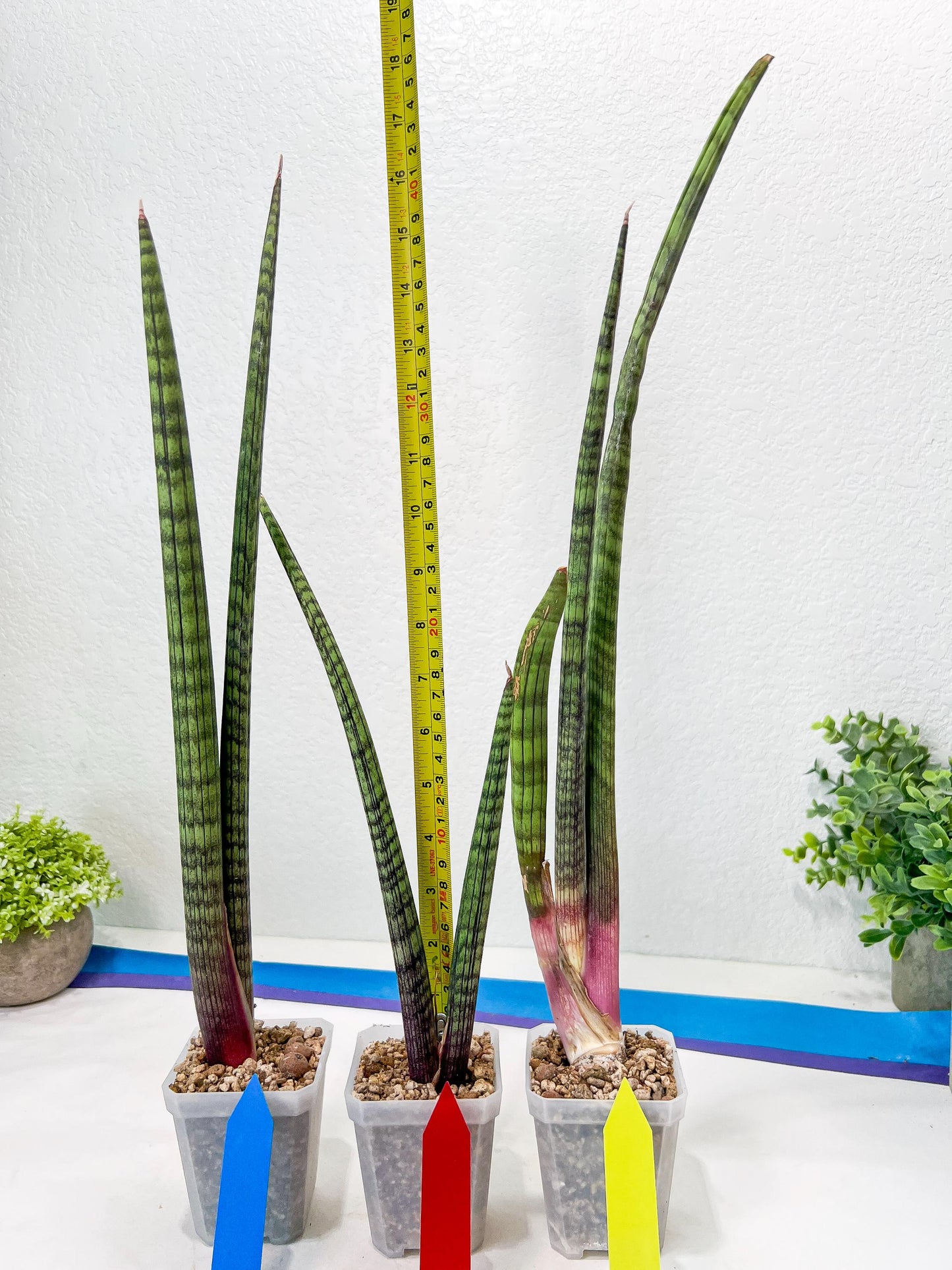 Sansevieria Nana Chub (B3) | New Hybrids Imported