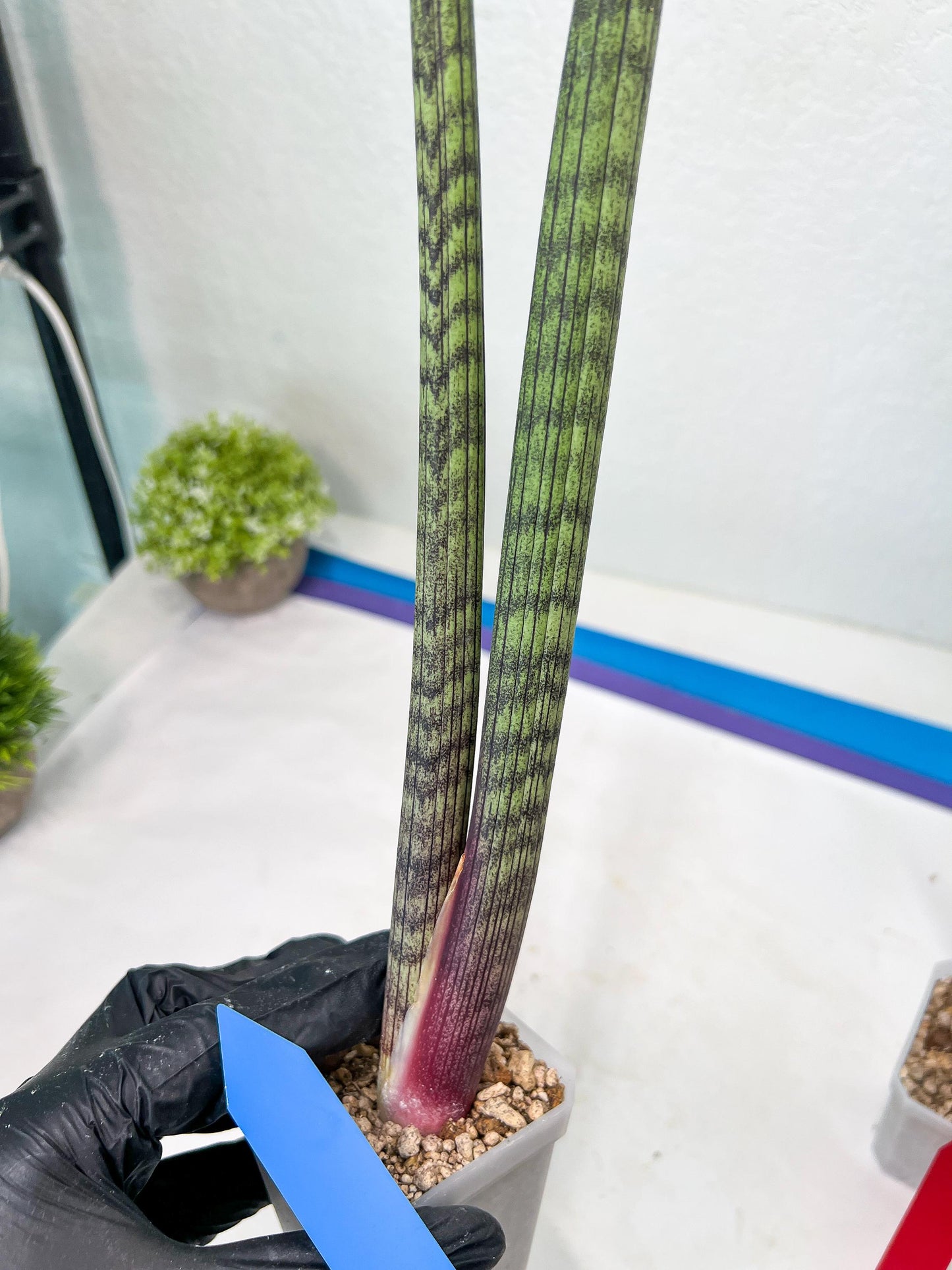 Sansevieria Nana Chub (B3) | New Hybrids Imported