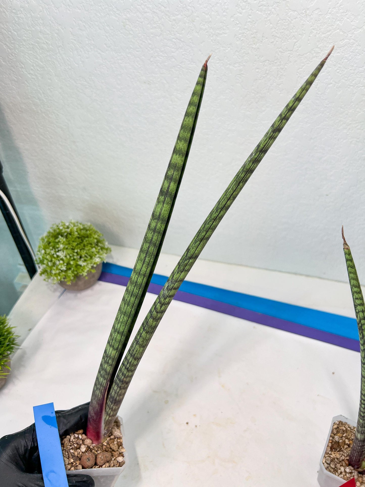 Sansevieria Nana Chub (B3) | New Hybrids Imported