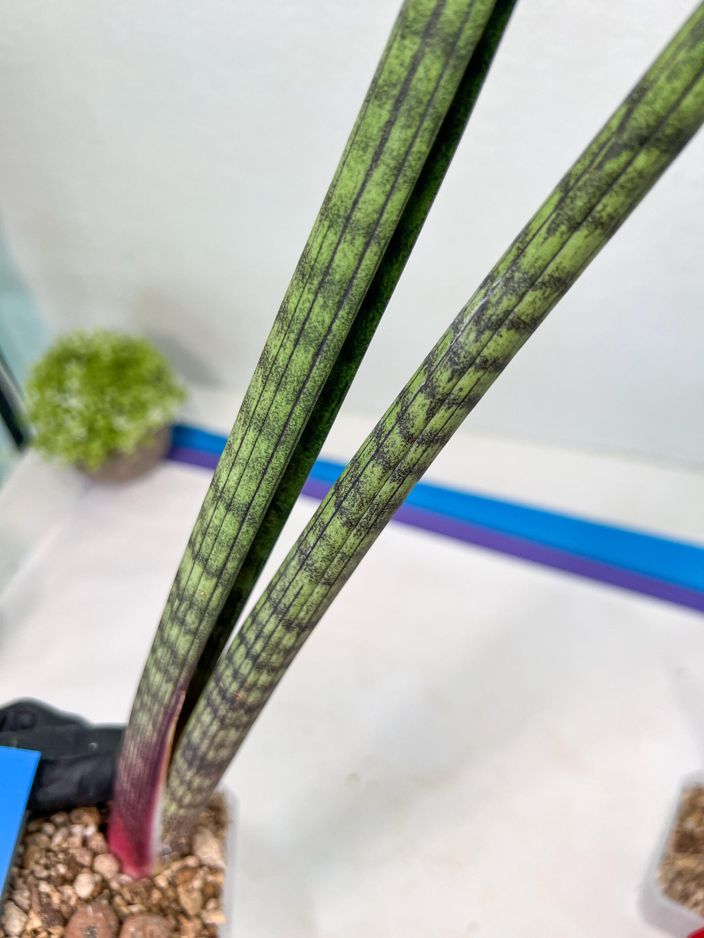 Sansevieria Nana Chub (B3) | New Hybrids Imported