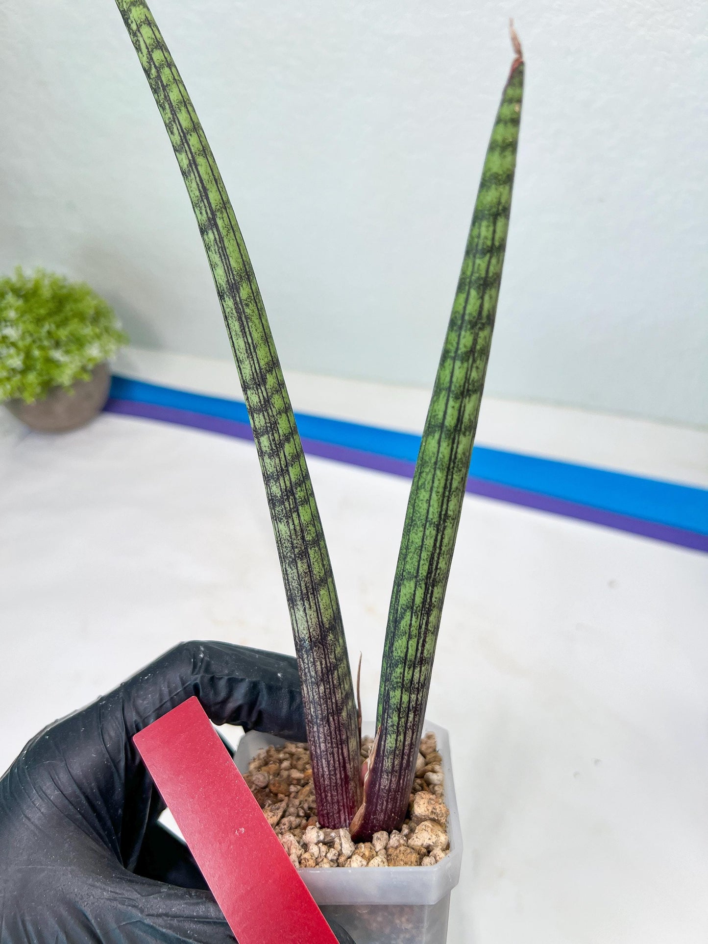 Sansevieria Nana Chub (B3) | New Hybrids Imported