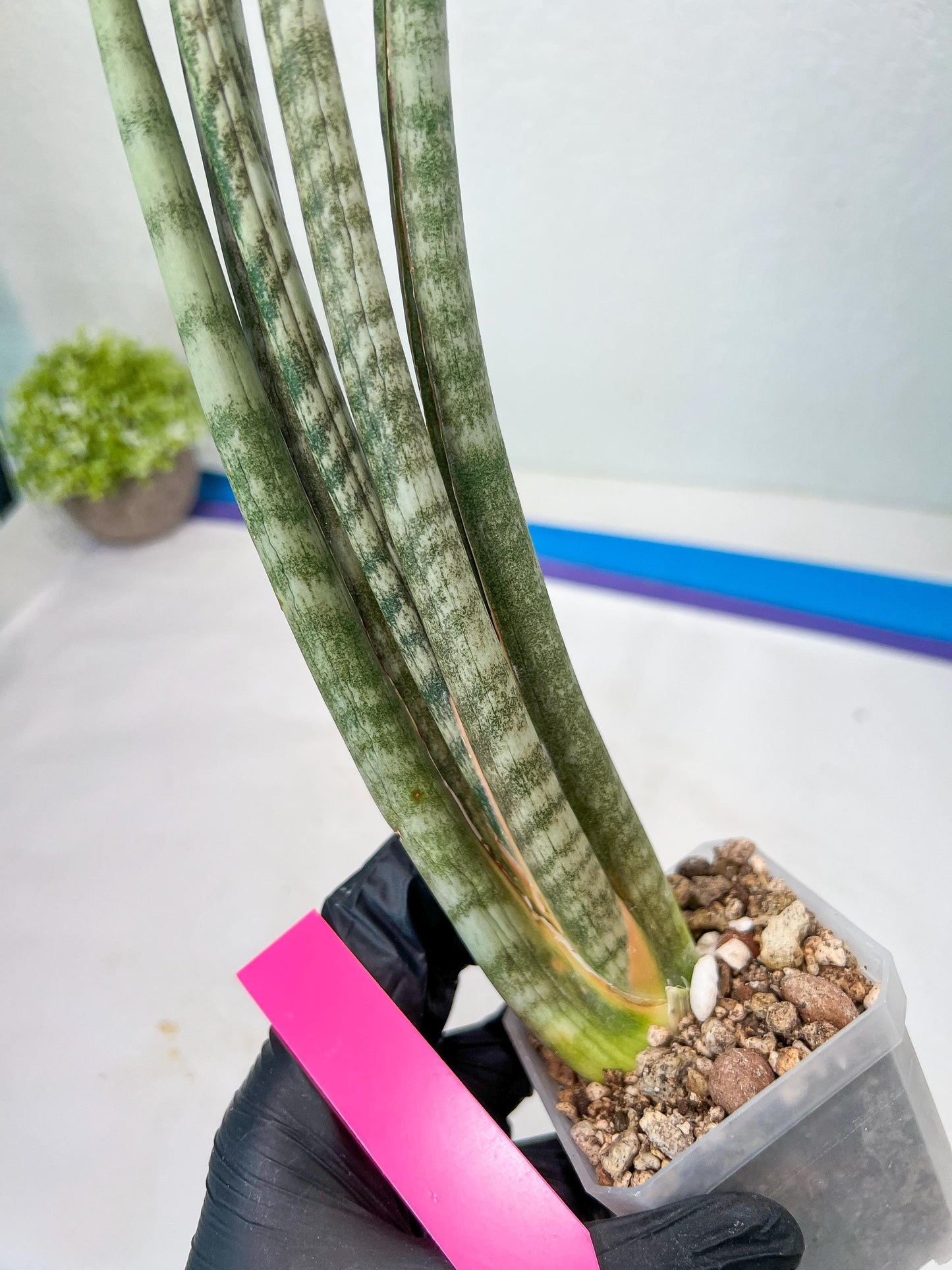 Sansevieria Pix Maro (B3) | New Hybrids Imported
