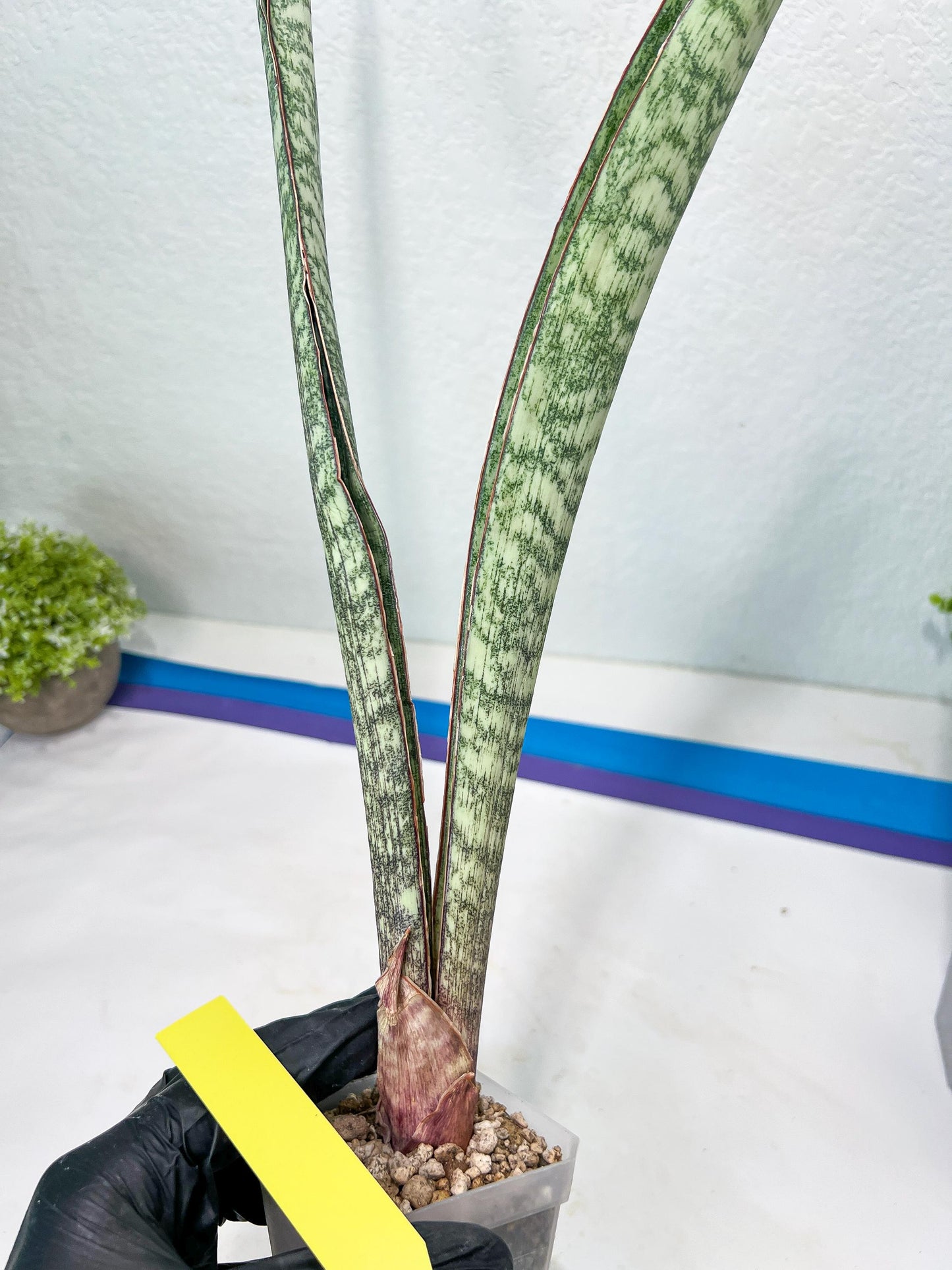 Sansevieria Rayquaza (B3) | New Hybrids Imported