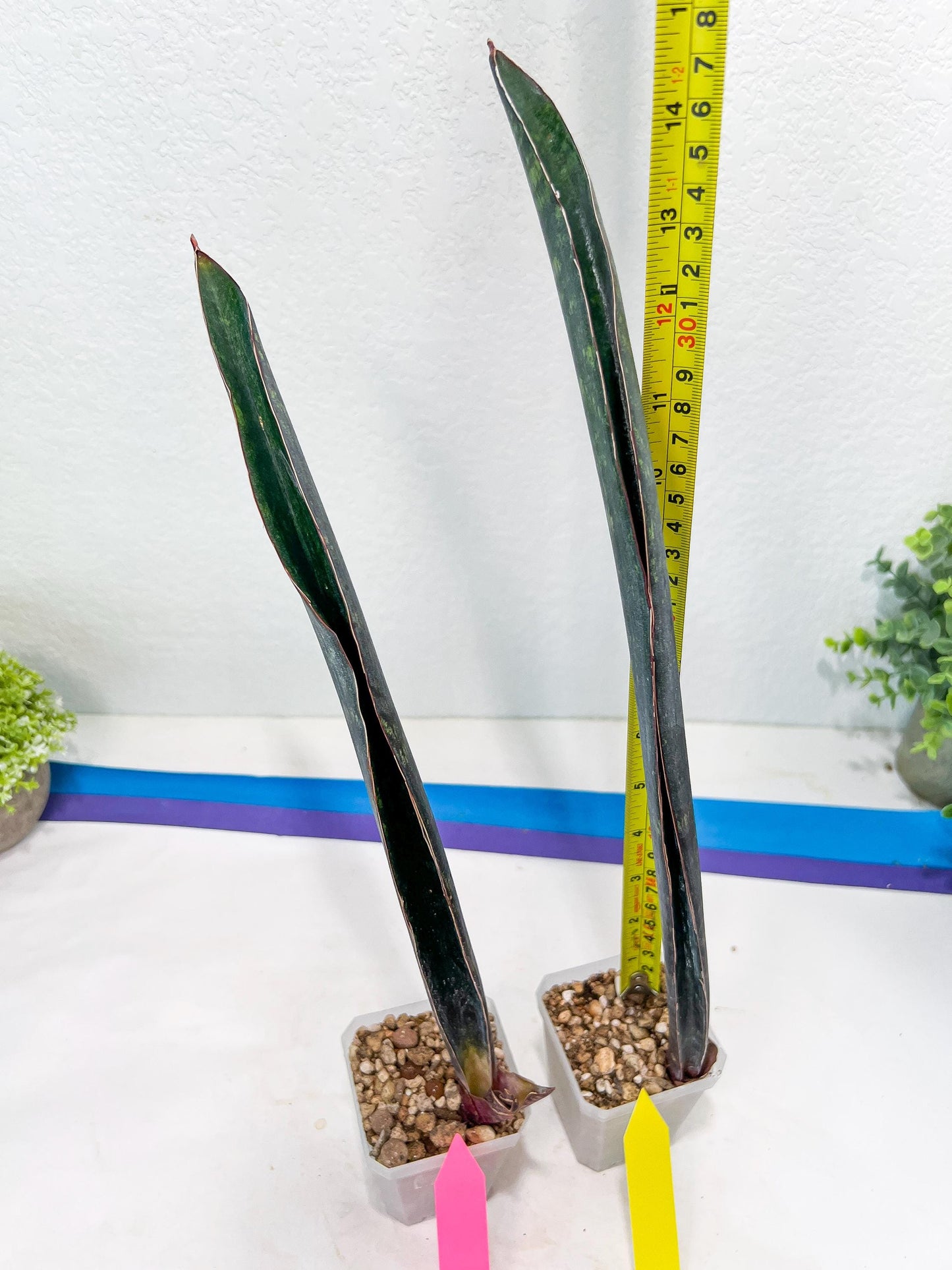 Sansevieria Dab Mud (B3) | New Hybrids Imported