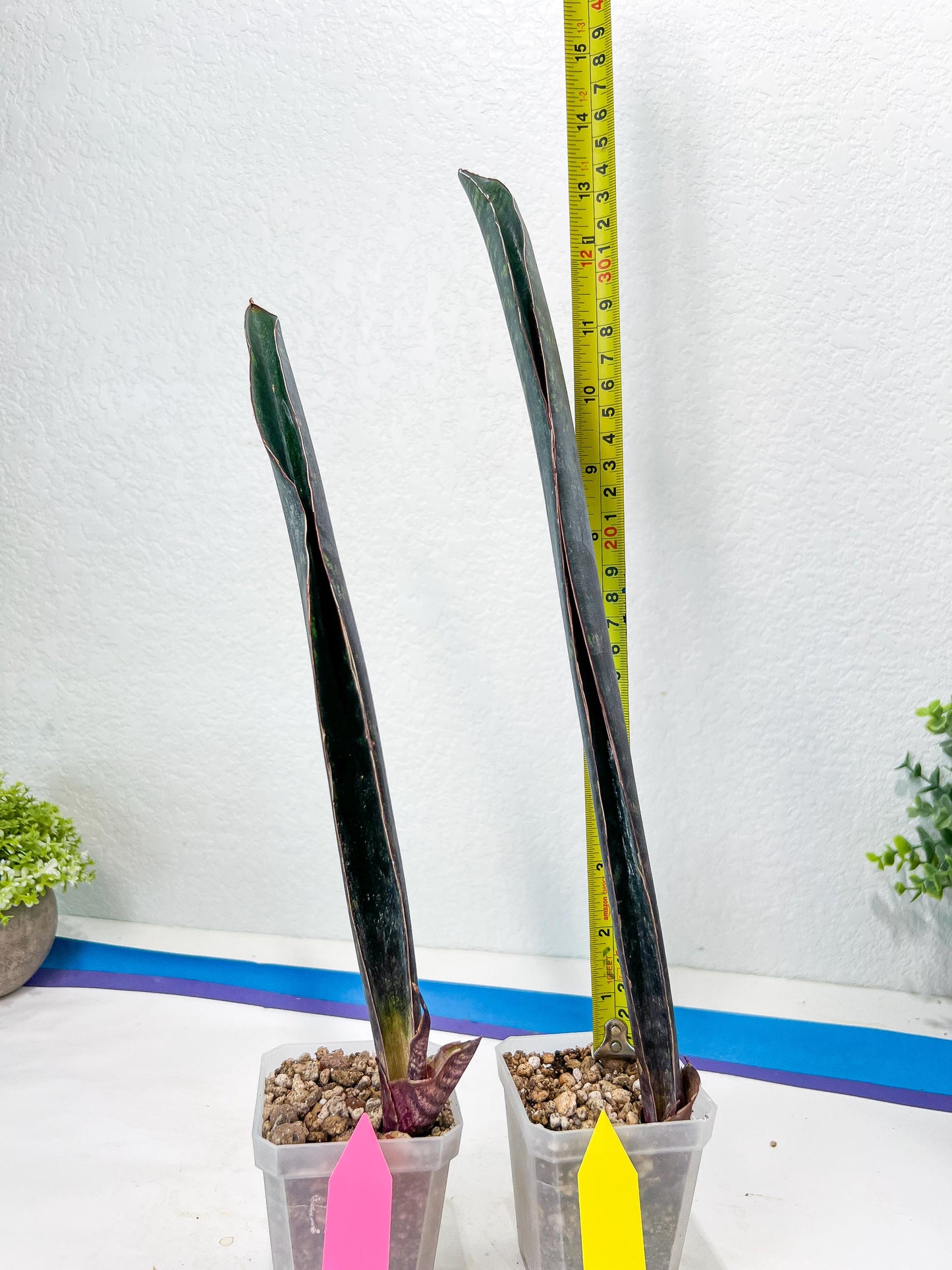 Sansevieria Dab Mud (B3) | New Hybrids Imported