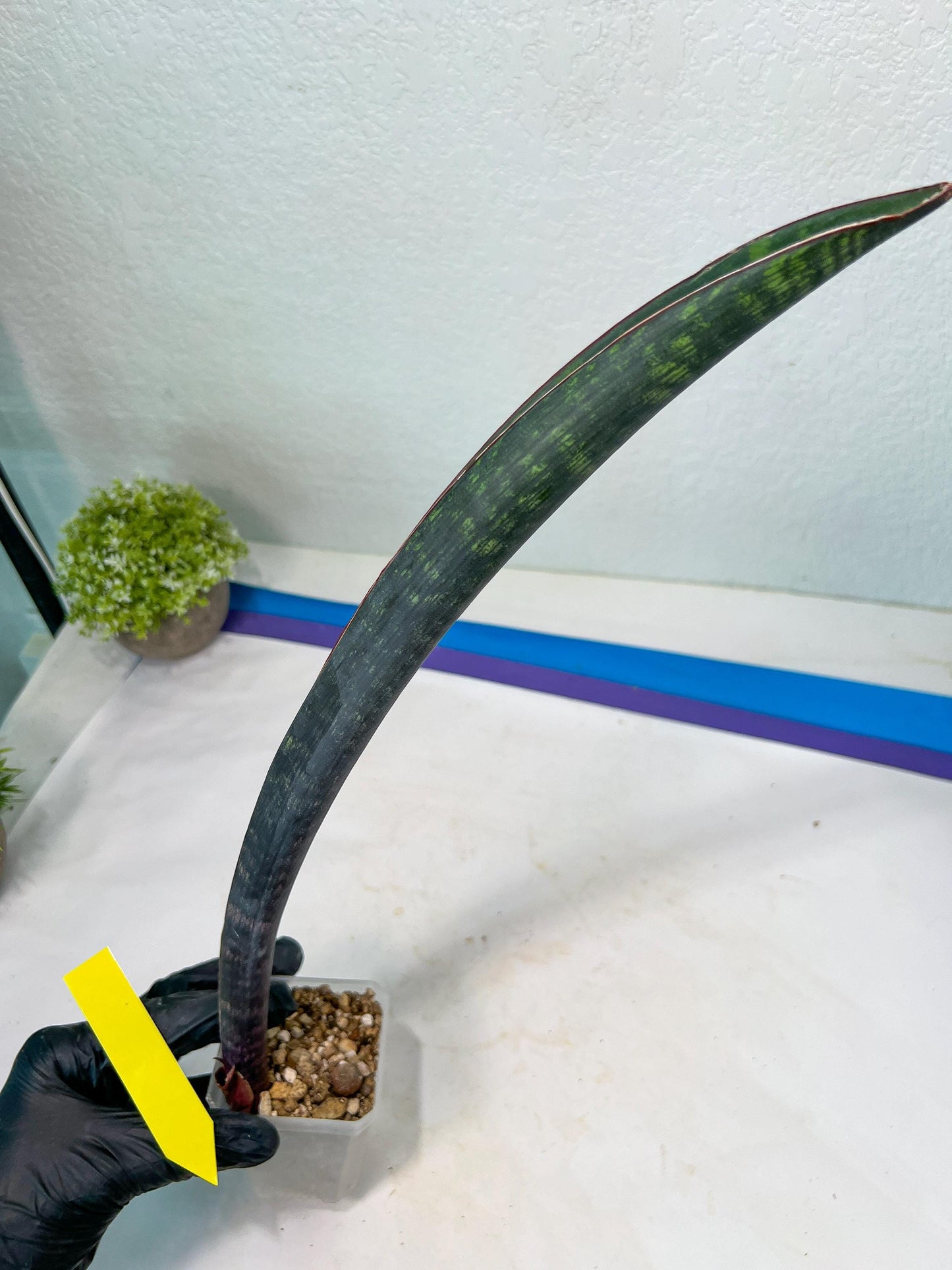 Sansevieria Dab Mud (B3) | New Hybrids Imported