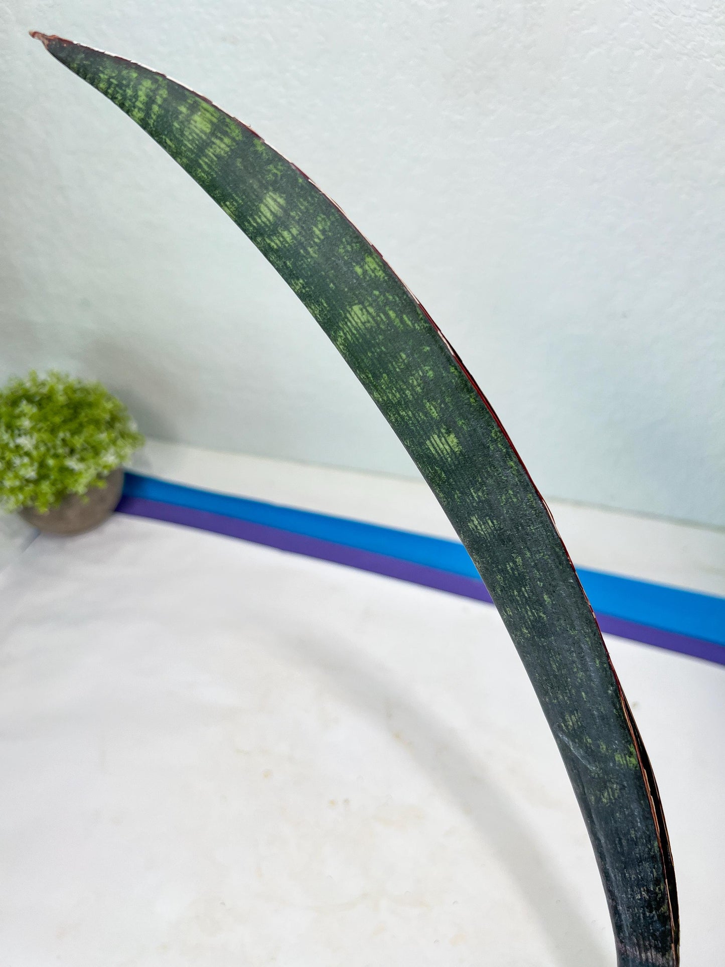Sansevieria Dab Mud (B3) | New Hybrids Imported