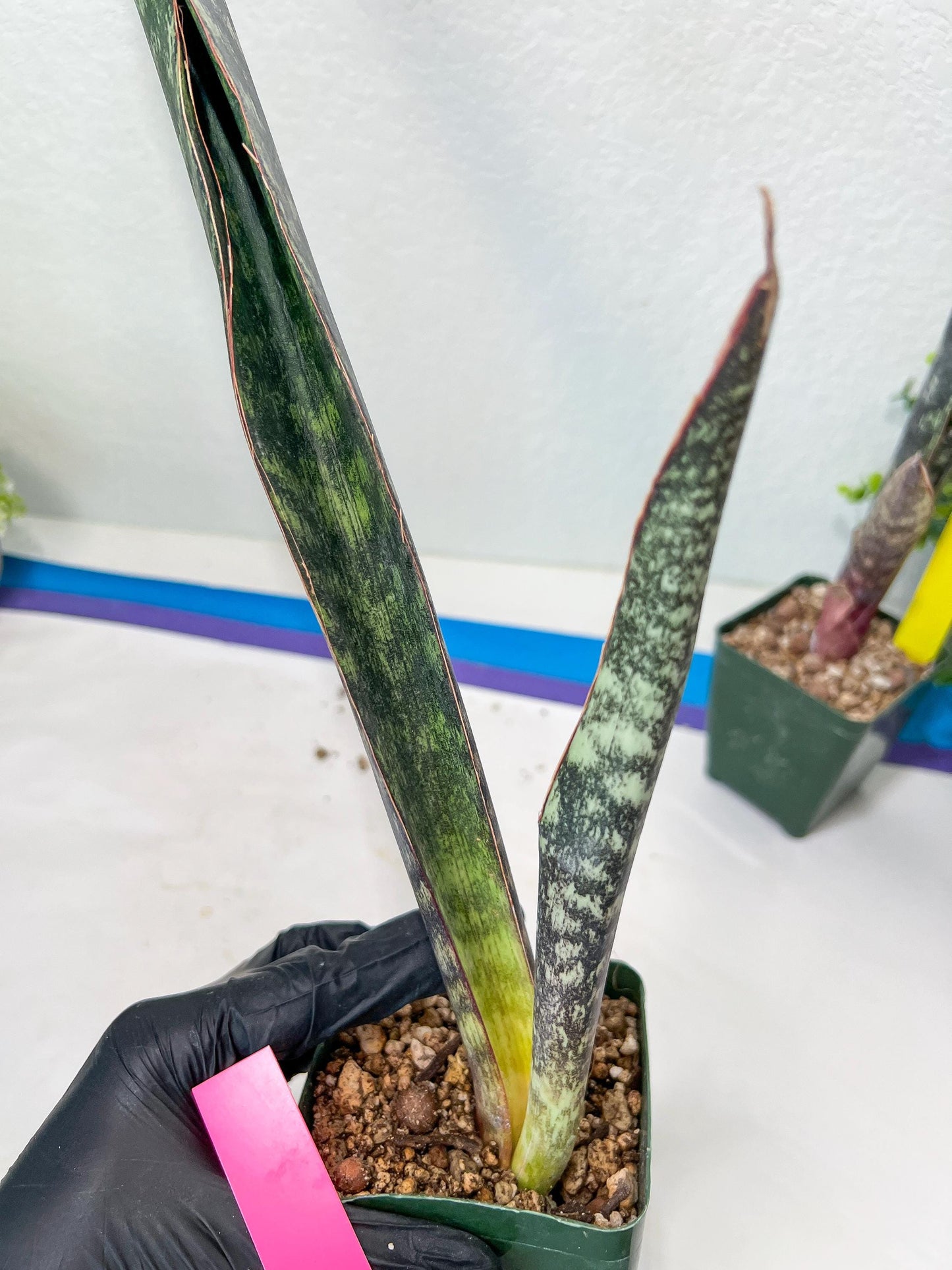 Sansevieria lila kniv Type 1 | Imported Plants | Hybrids Plants