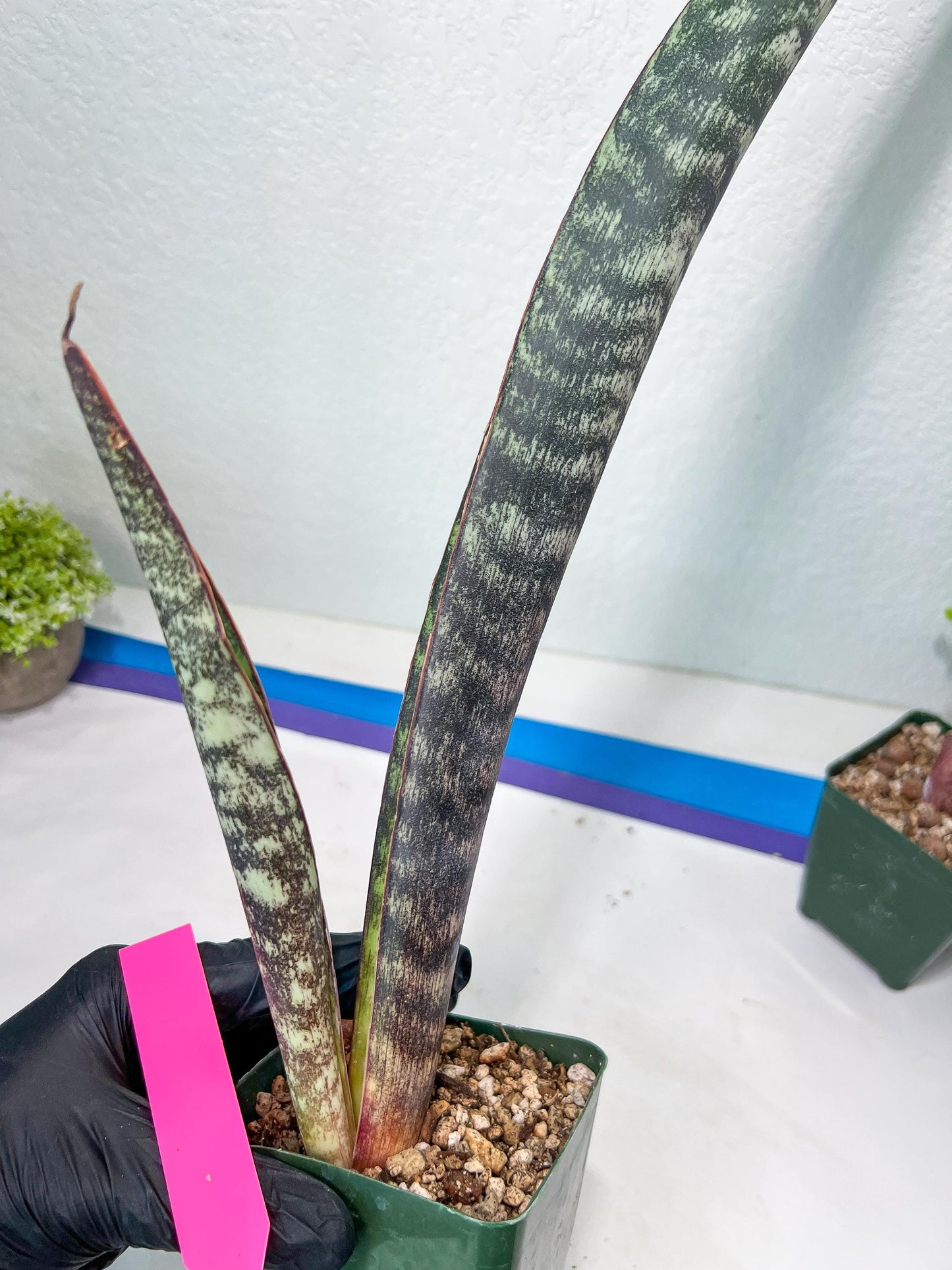 Sansevieria lila kniv Type 1 | Imported Plants | Hybrids Plants