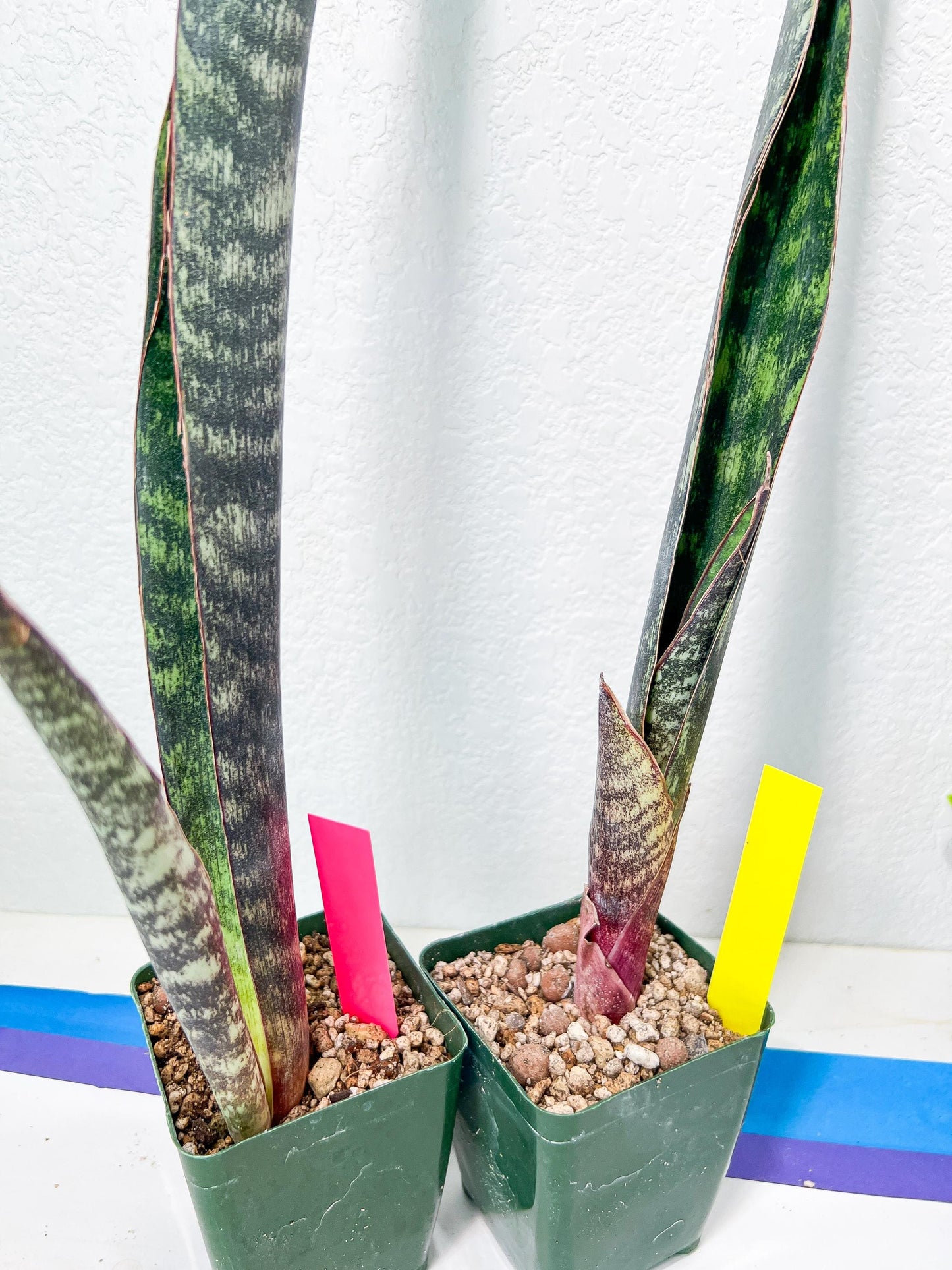 Sansevieria lila kniv Type 1 | Imported Plants | Hybrids Plants