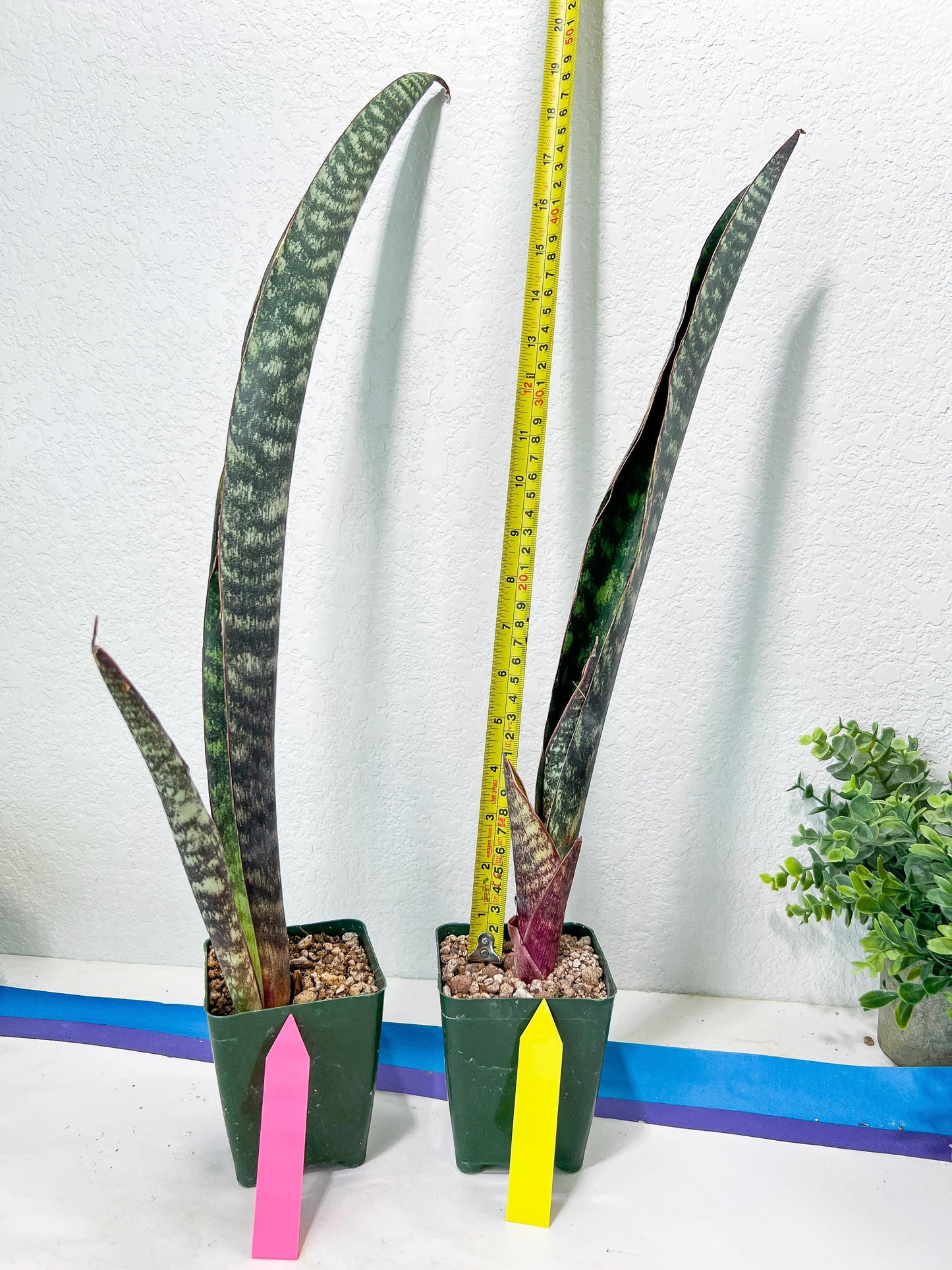 Sansevieria lila kniv Type 1 | Imported Plants | Hybrids Plants