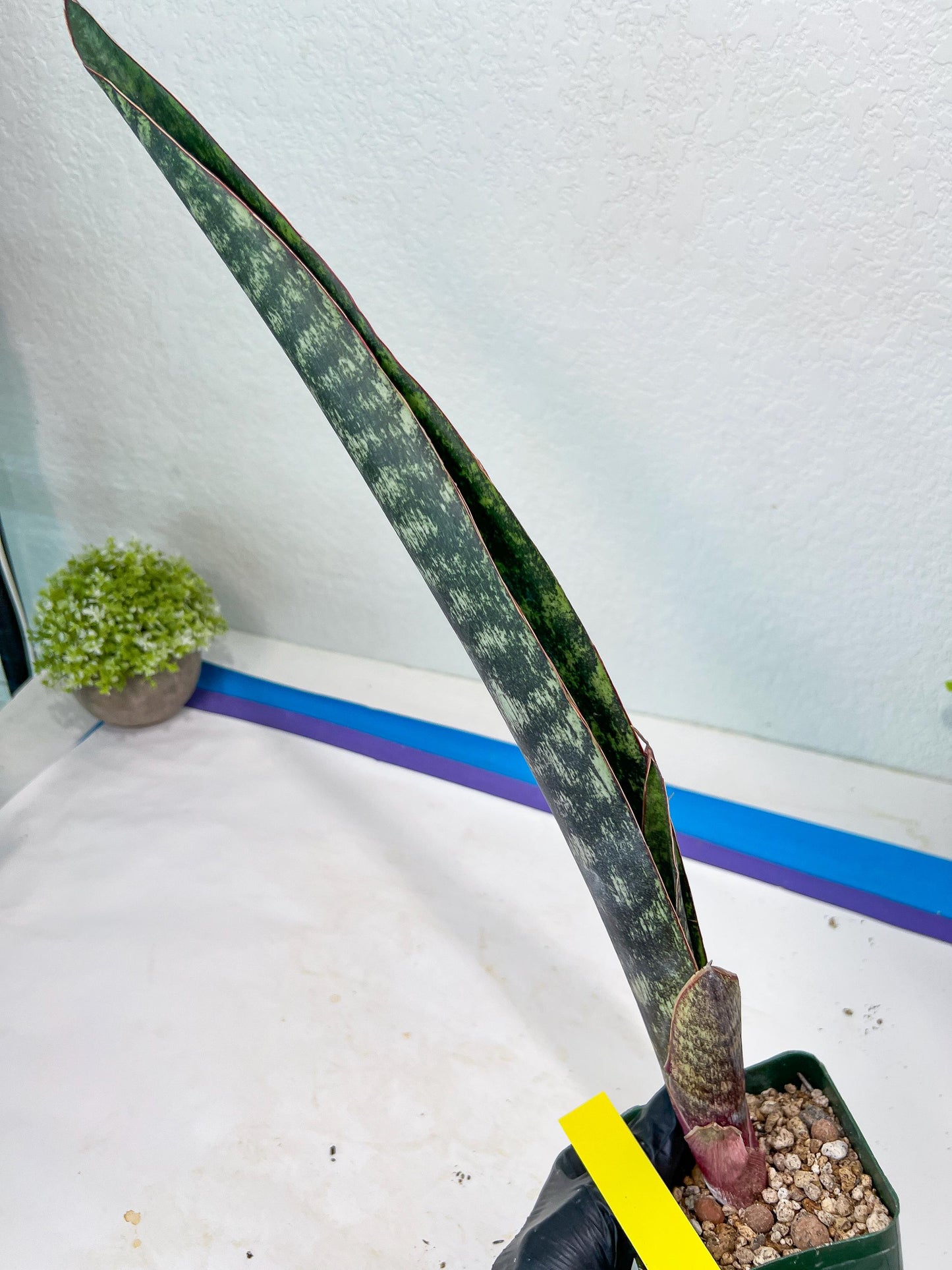 Sansevieria lila kniv Type 1 | Imported Plants | Hybrids Plants