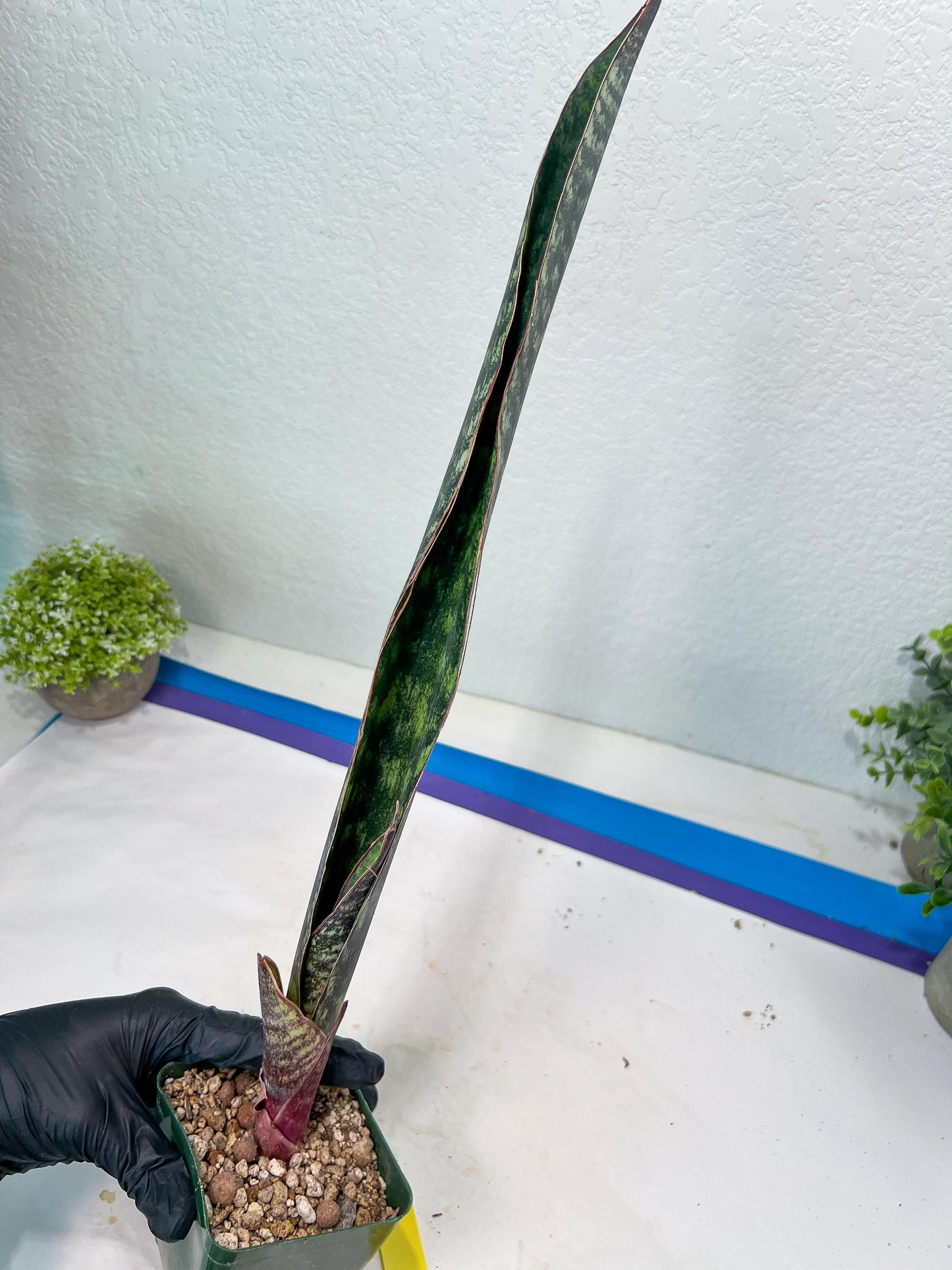 Sansevieria lila kniv Type 1 | Imported Plants | Hybrids Plants