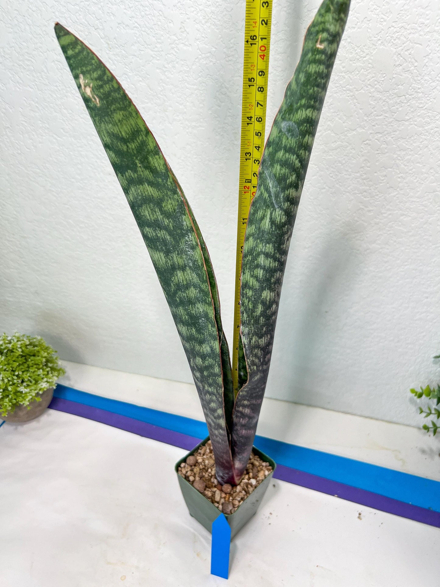 Sansevieria Mystic Magenta | Imported Plants | Hybrids Plants