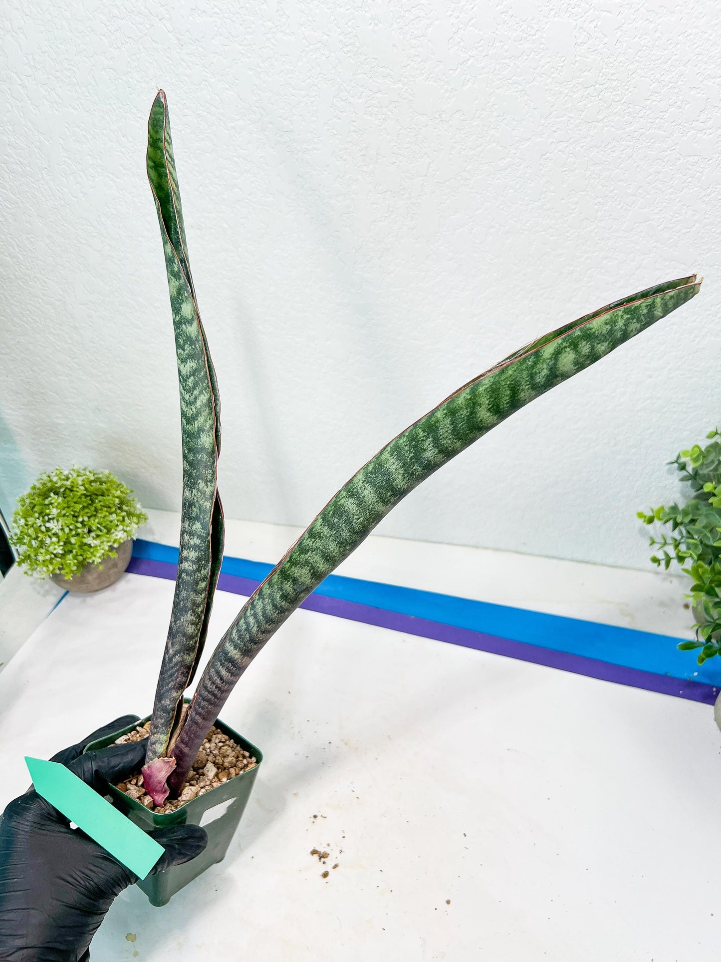Sansevieria lila kniv Type 3 | Imported Plants | Hybrids Plants