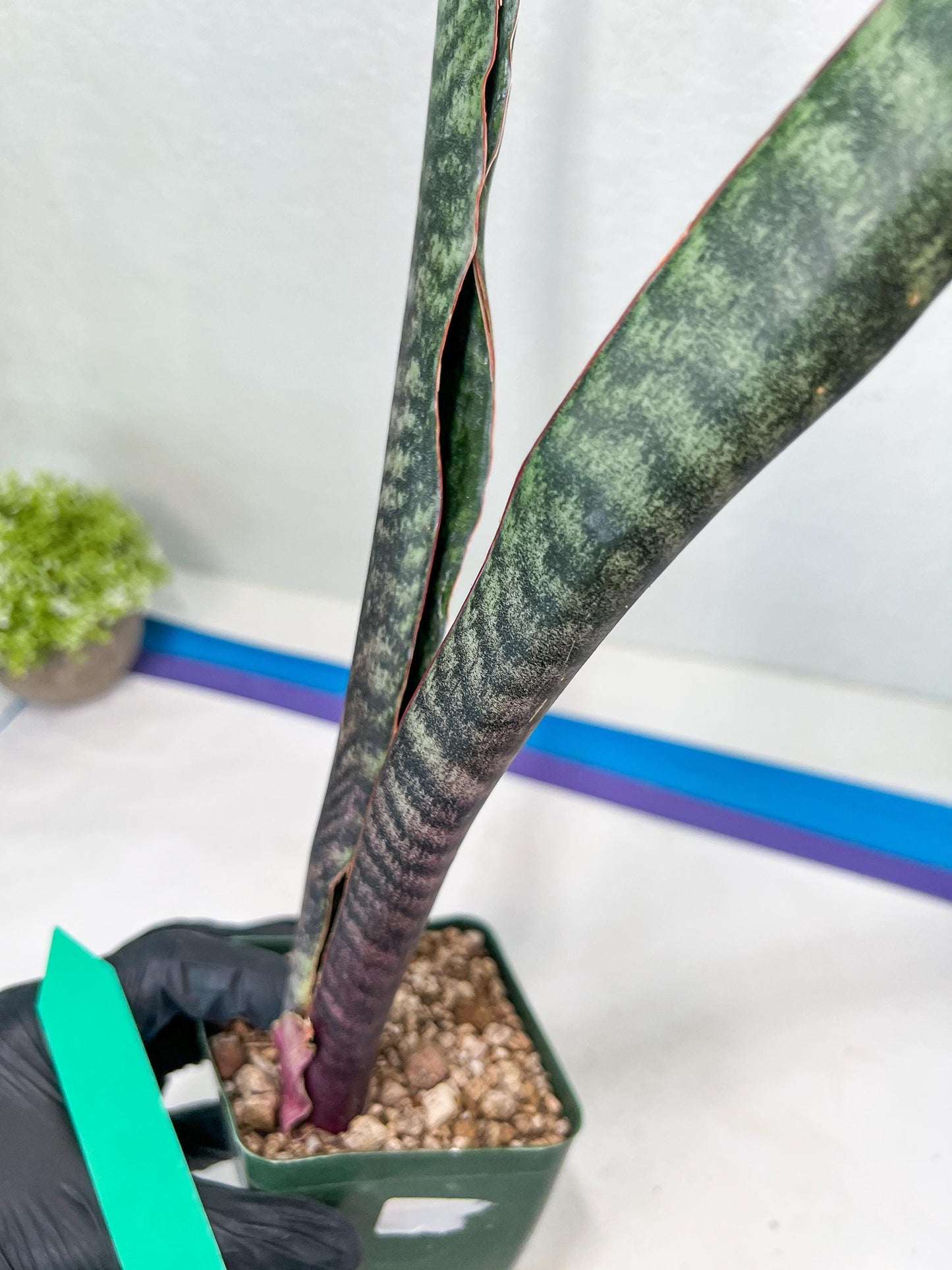 Sansevieria lila kniv Type 3 | Imported Plants | Hybrids Plants