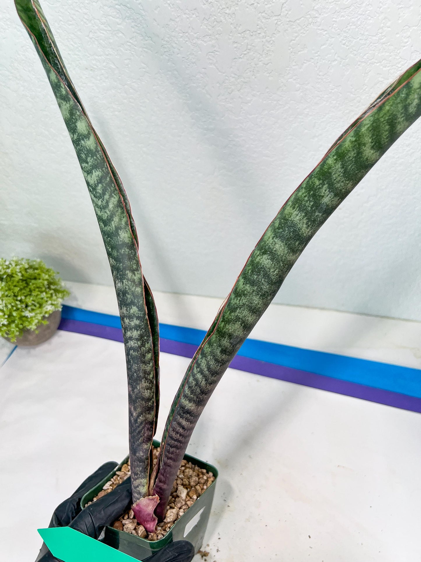 Sansevieria lila kniv Type 3 | Imported Plants | Hybrids Plants