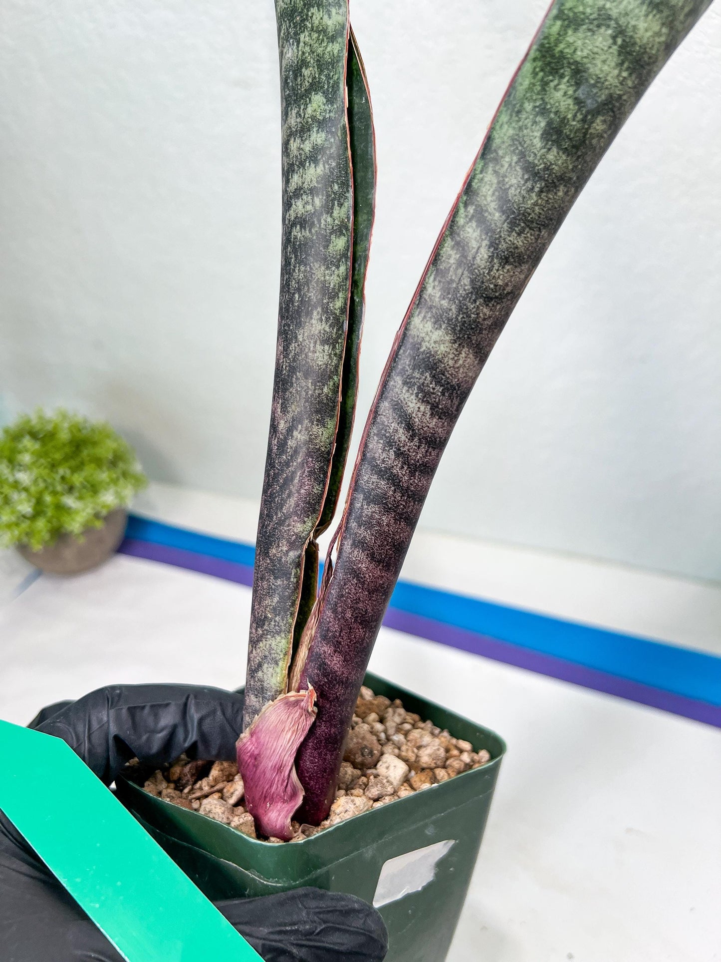 Sansevieria lila kniv Type 3 | Imported Plants | Hybrids Plants